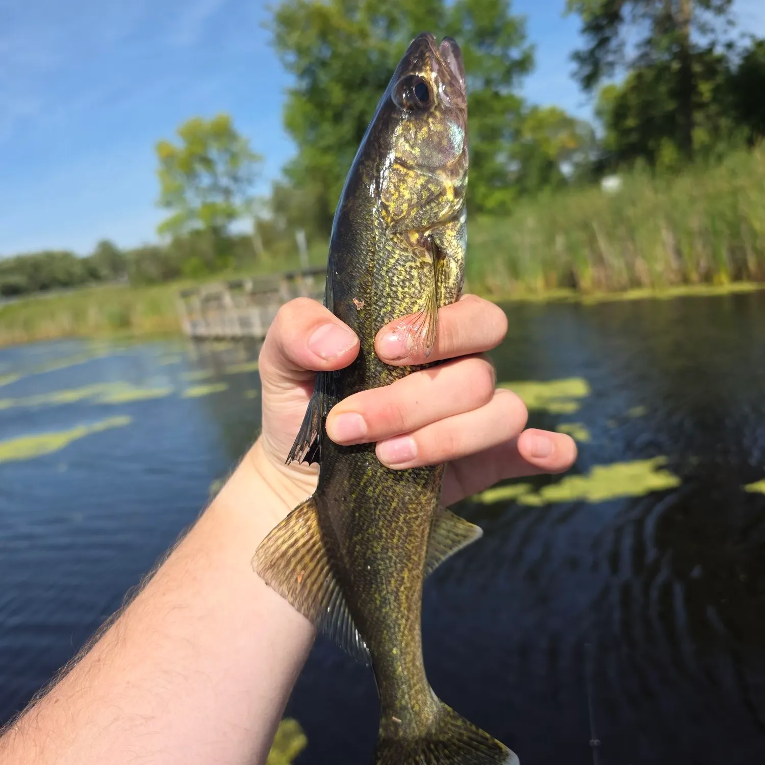 Walleye caught on Fishbrain