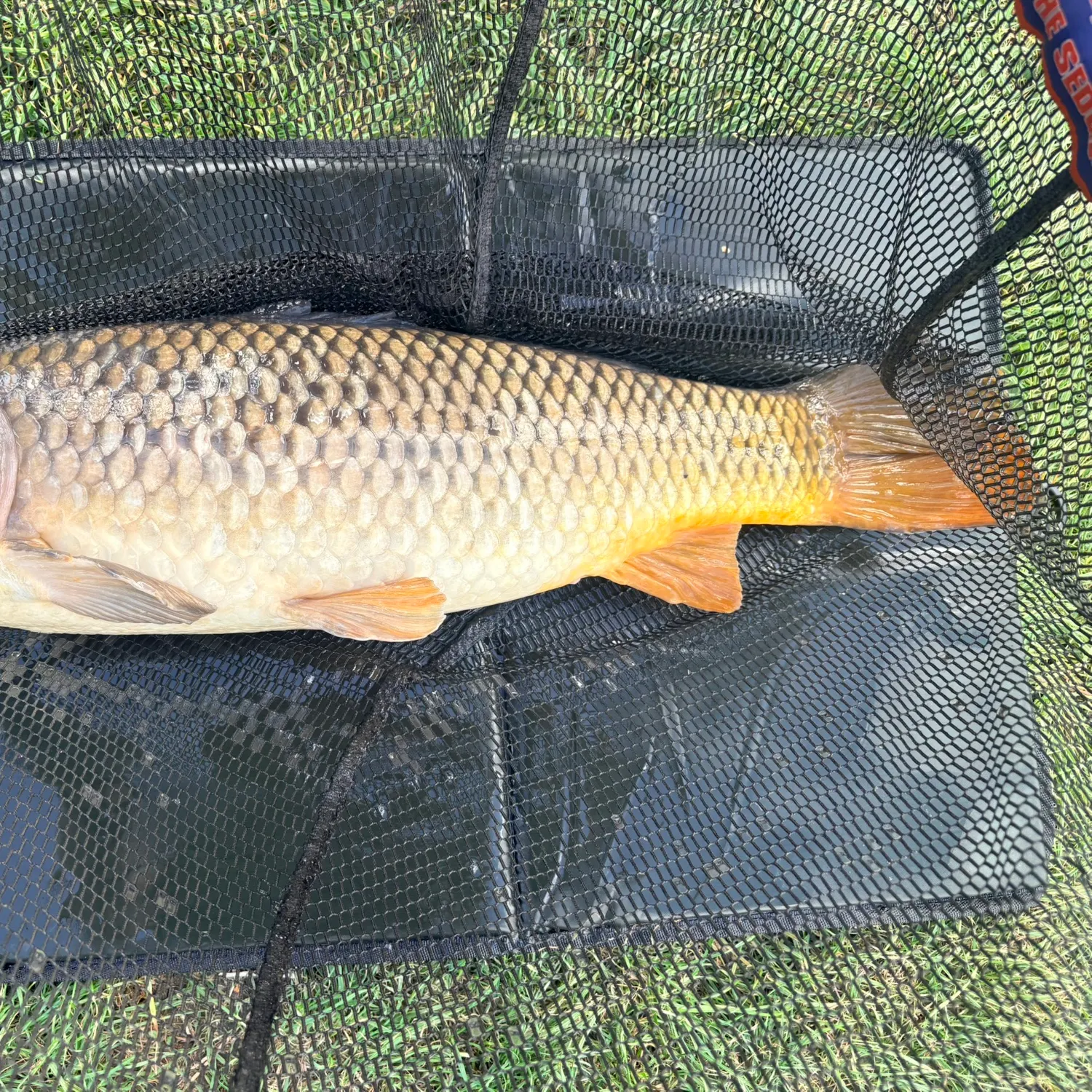 Common carp caught on Fishbrain