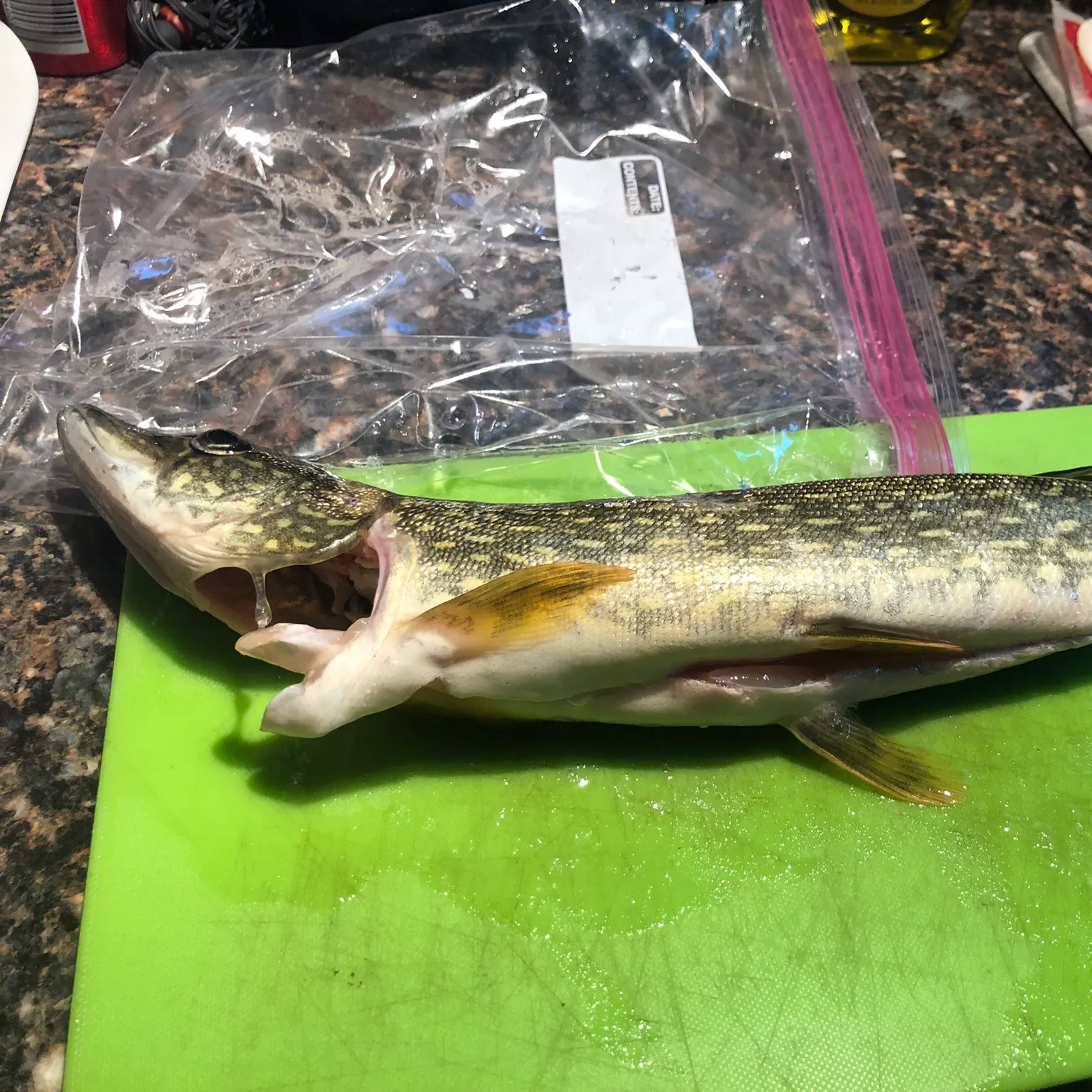 recently logged catches