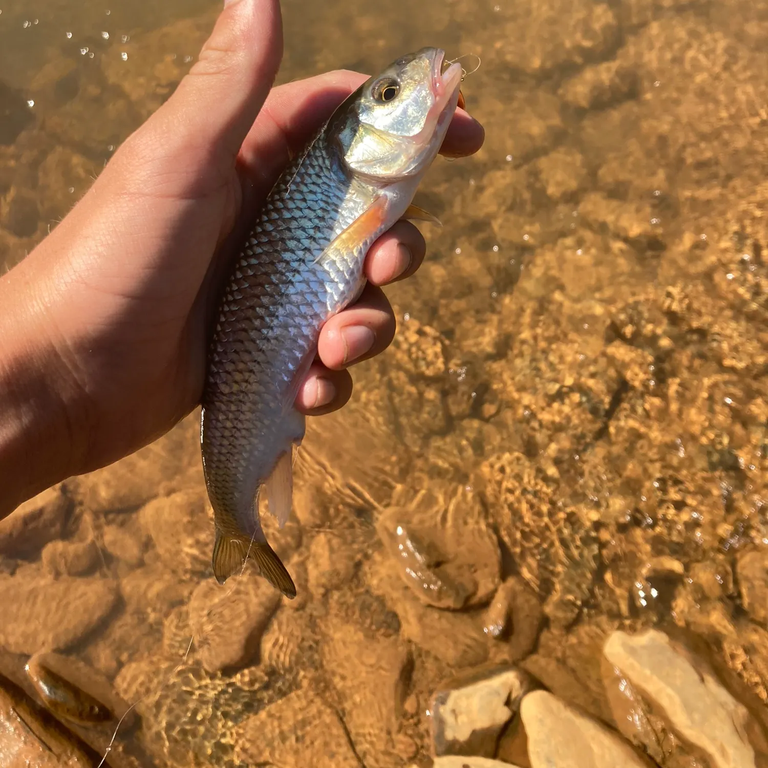 angler catch