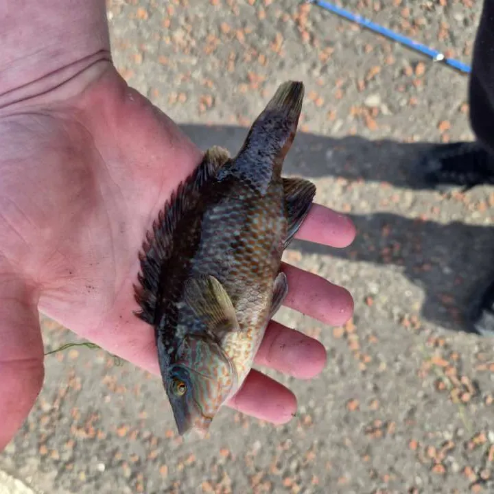 Corkwing wrasse caught on Fishbrain