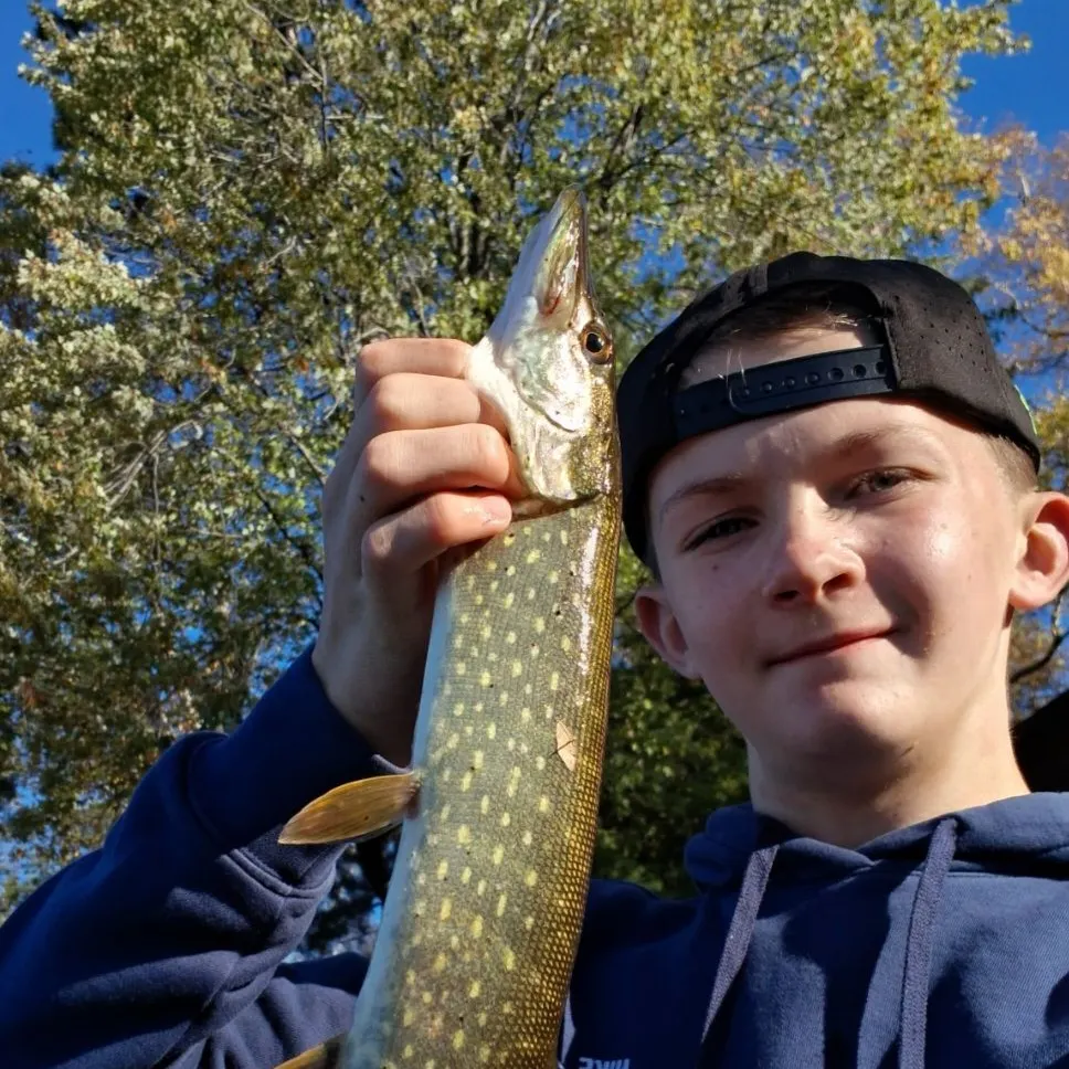 Northern pike caught on Fishbrain