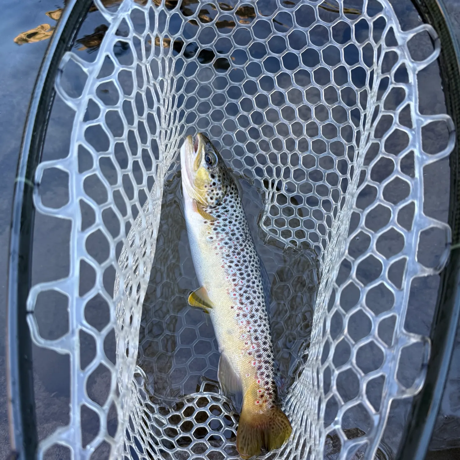 Brown trout caught on Fishbrain