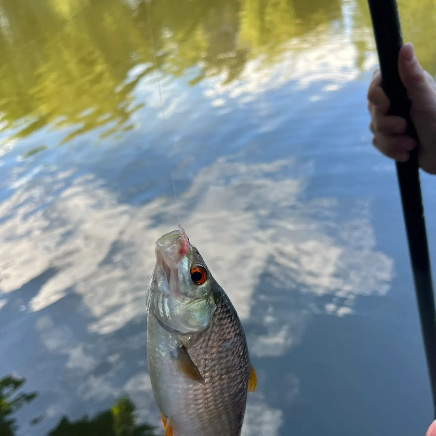 Common roach caught on Fishbrain