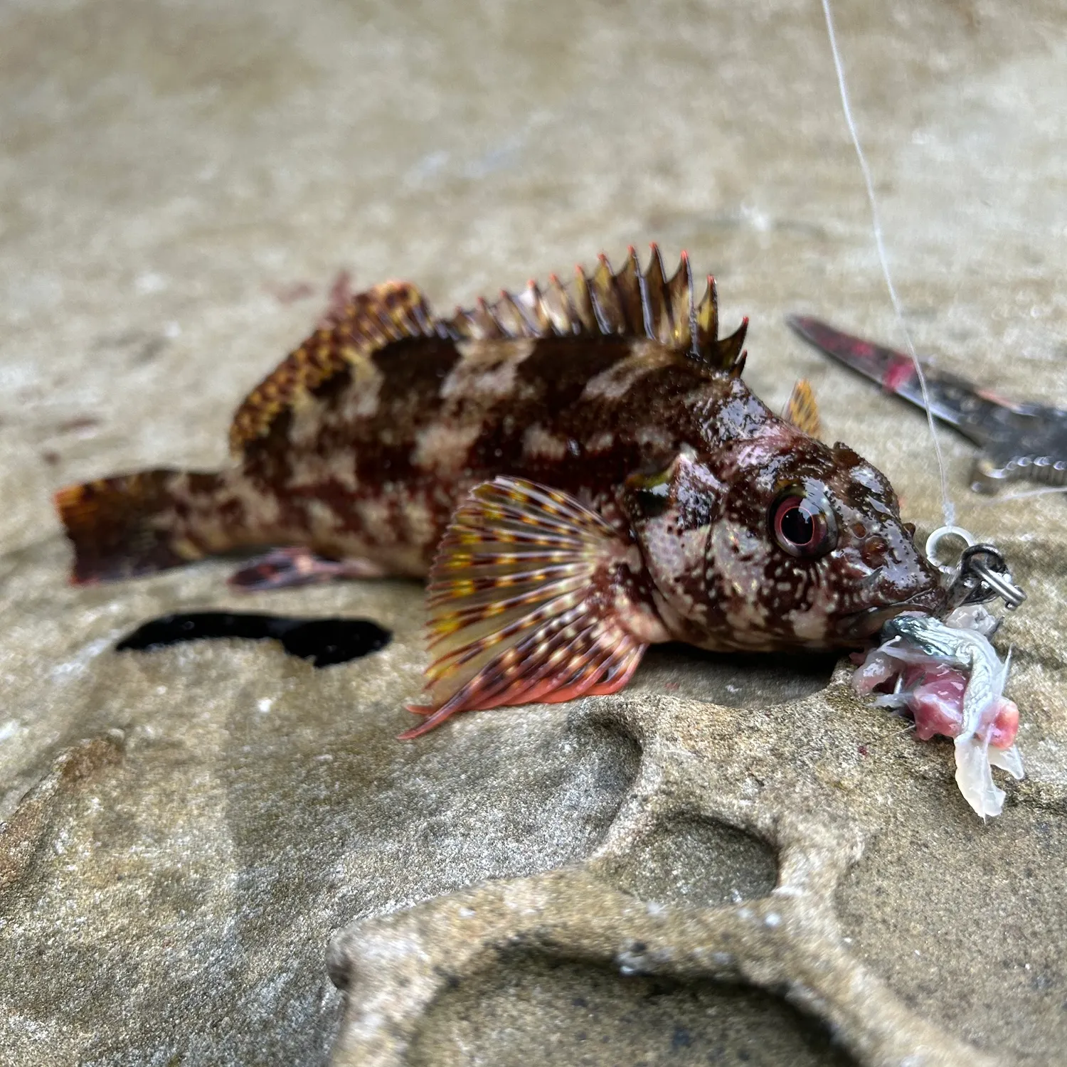 The most recent Madeira rockfish catches on Fishbrain