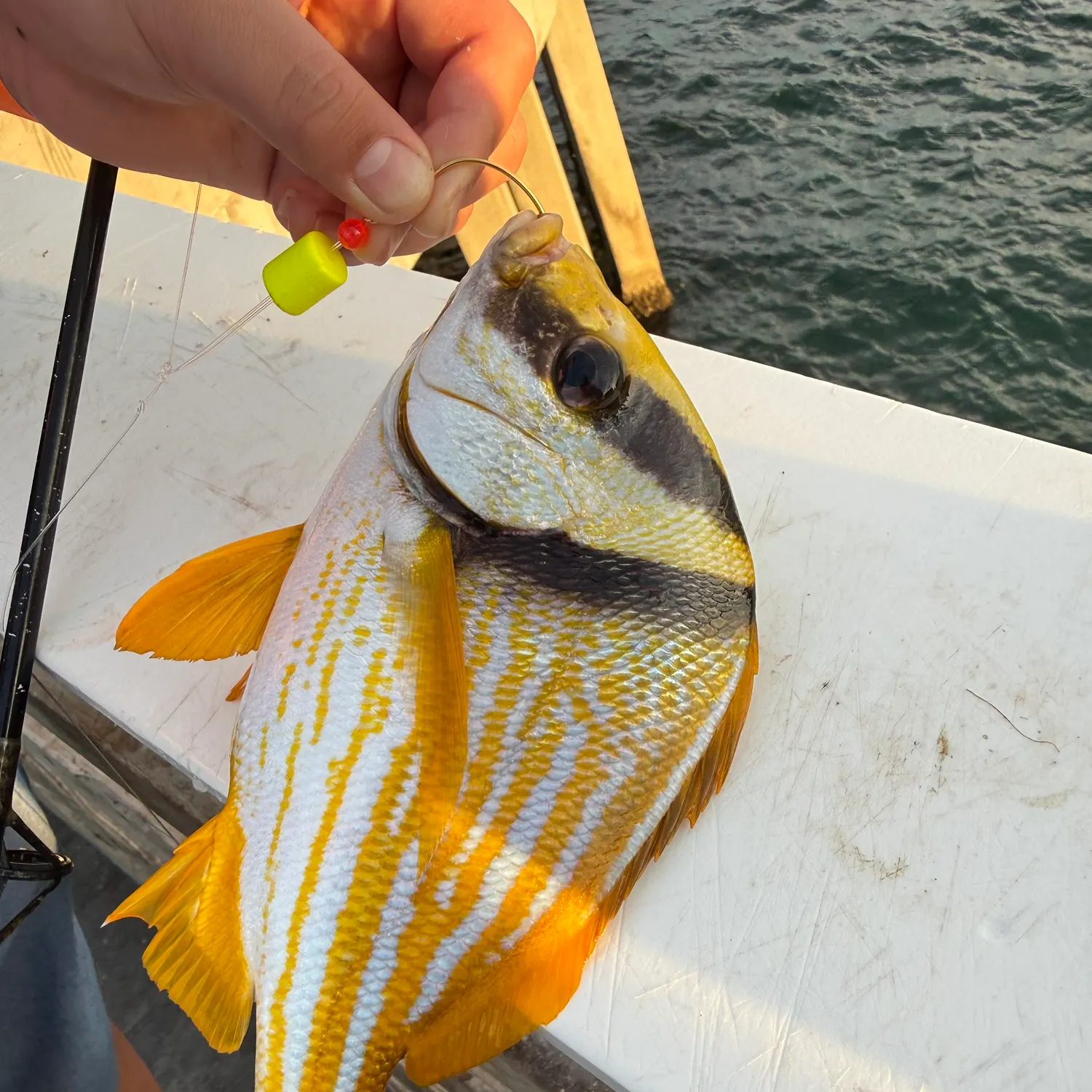 Atlantic porkfish caught on Fishbrain