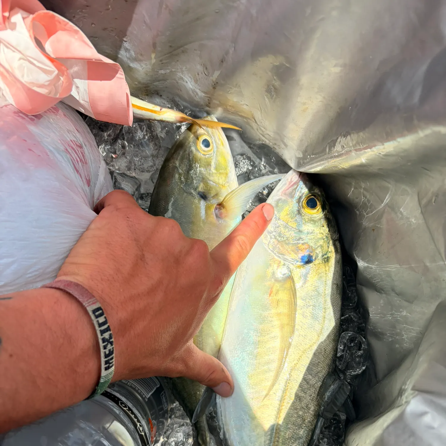 The most recent Blue runner catches on Fishbrain