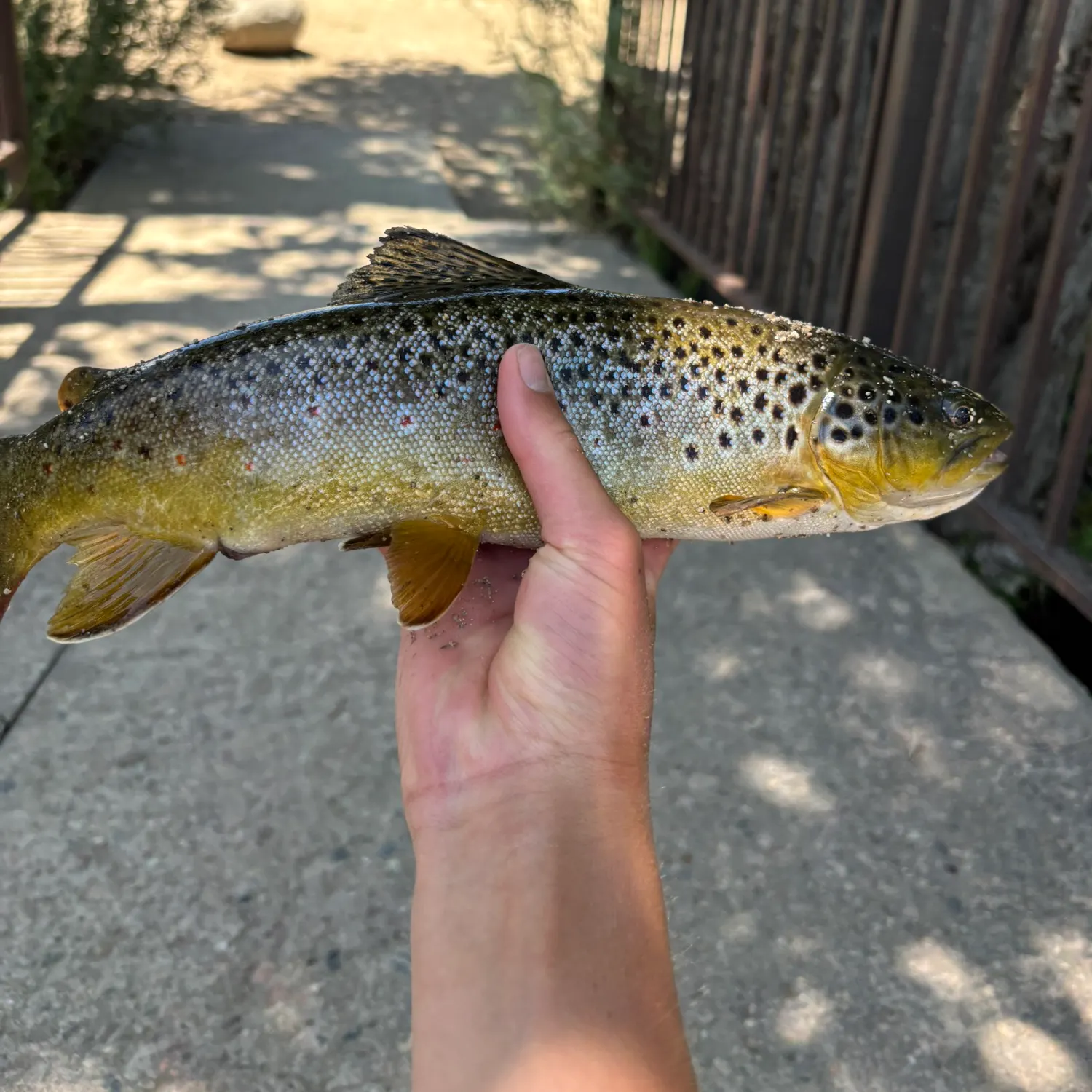 most liked catch image