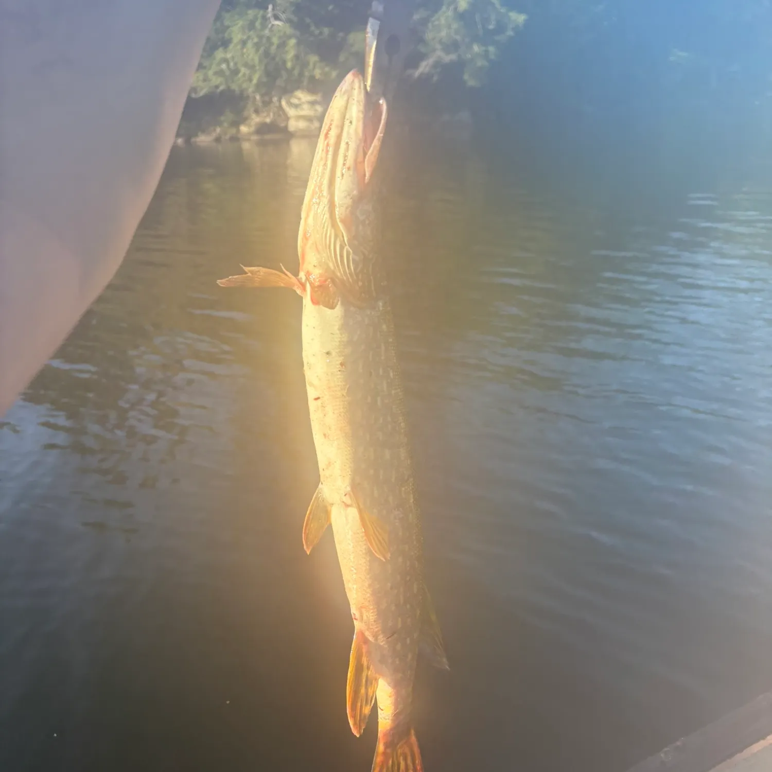 Northern pike caught on Fishbrain