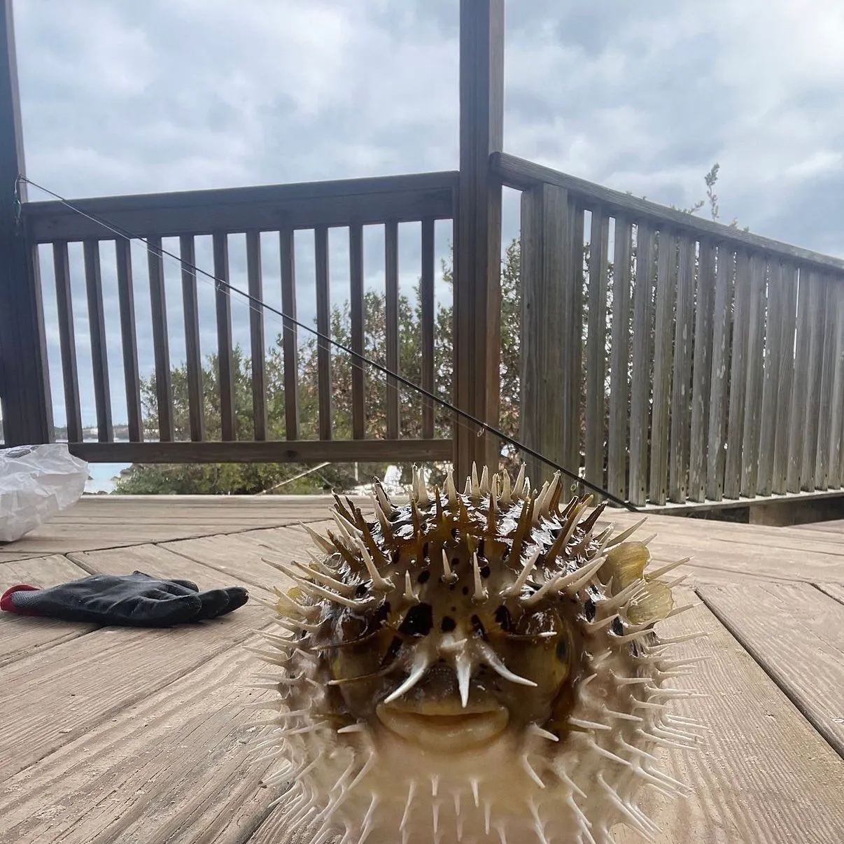 The most recent Longspined porcupinefish catches on Fishbrain