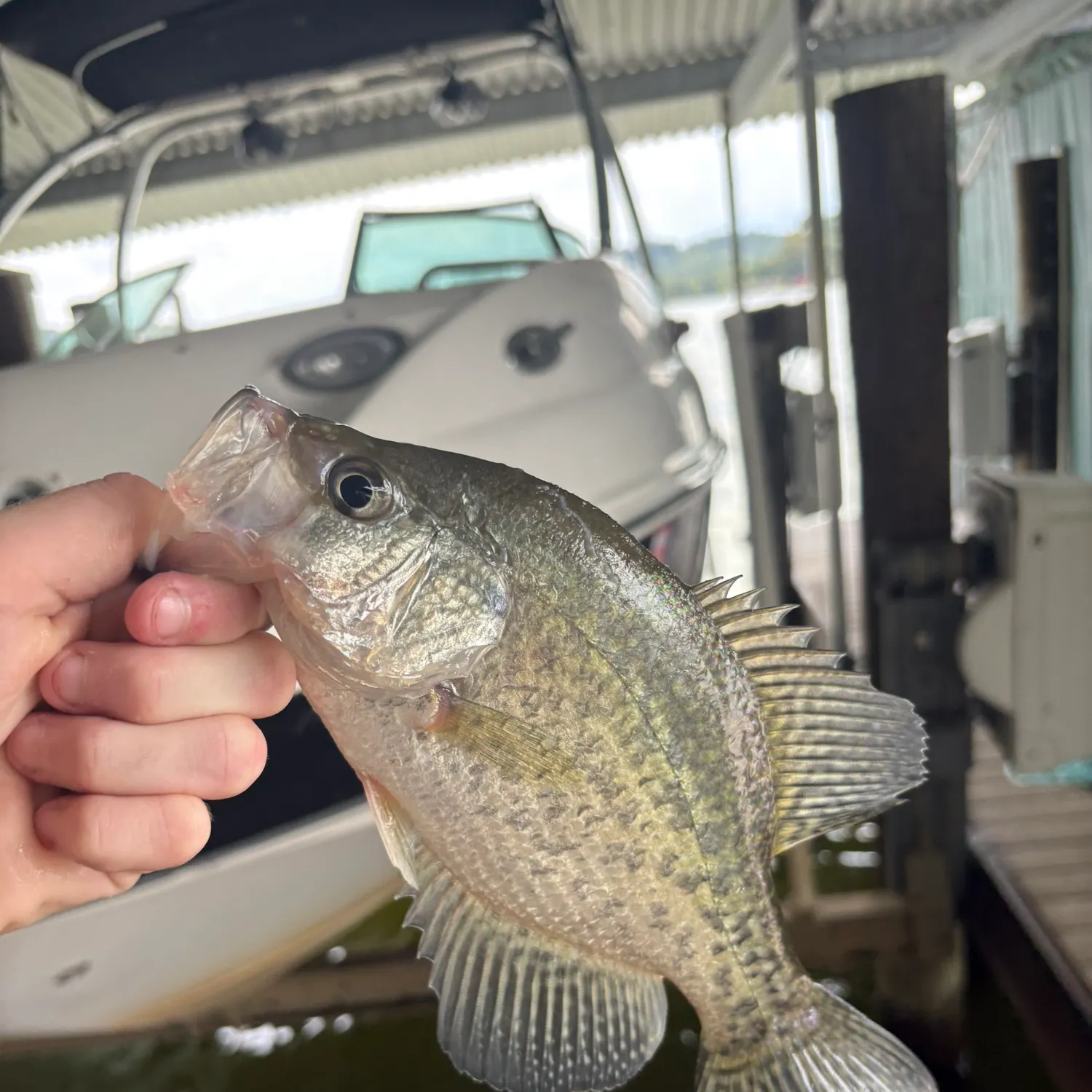 White crappie caught on Fishbrain