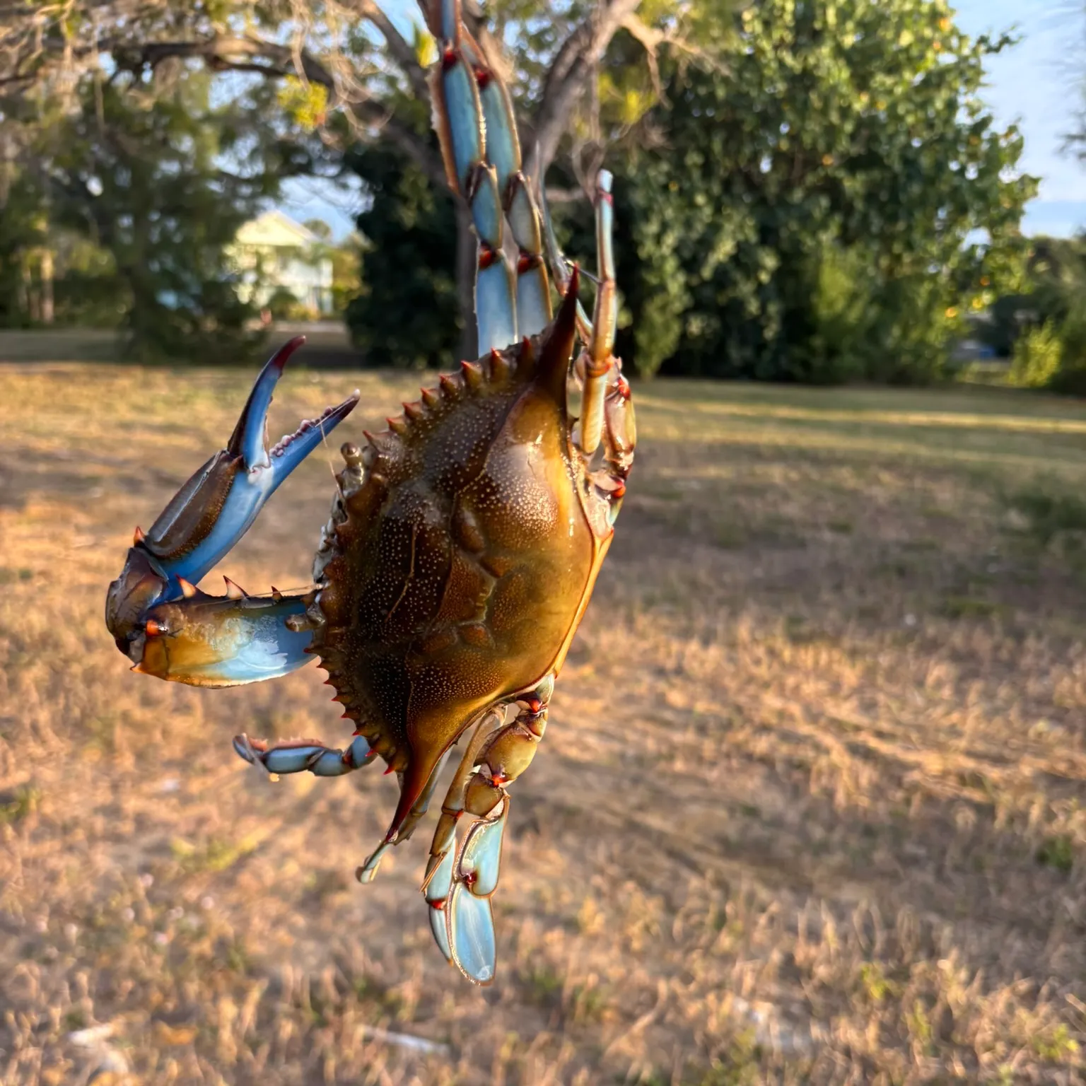 The most recent Blue crab catches on Fishbrain