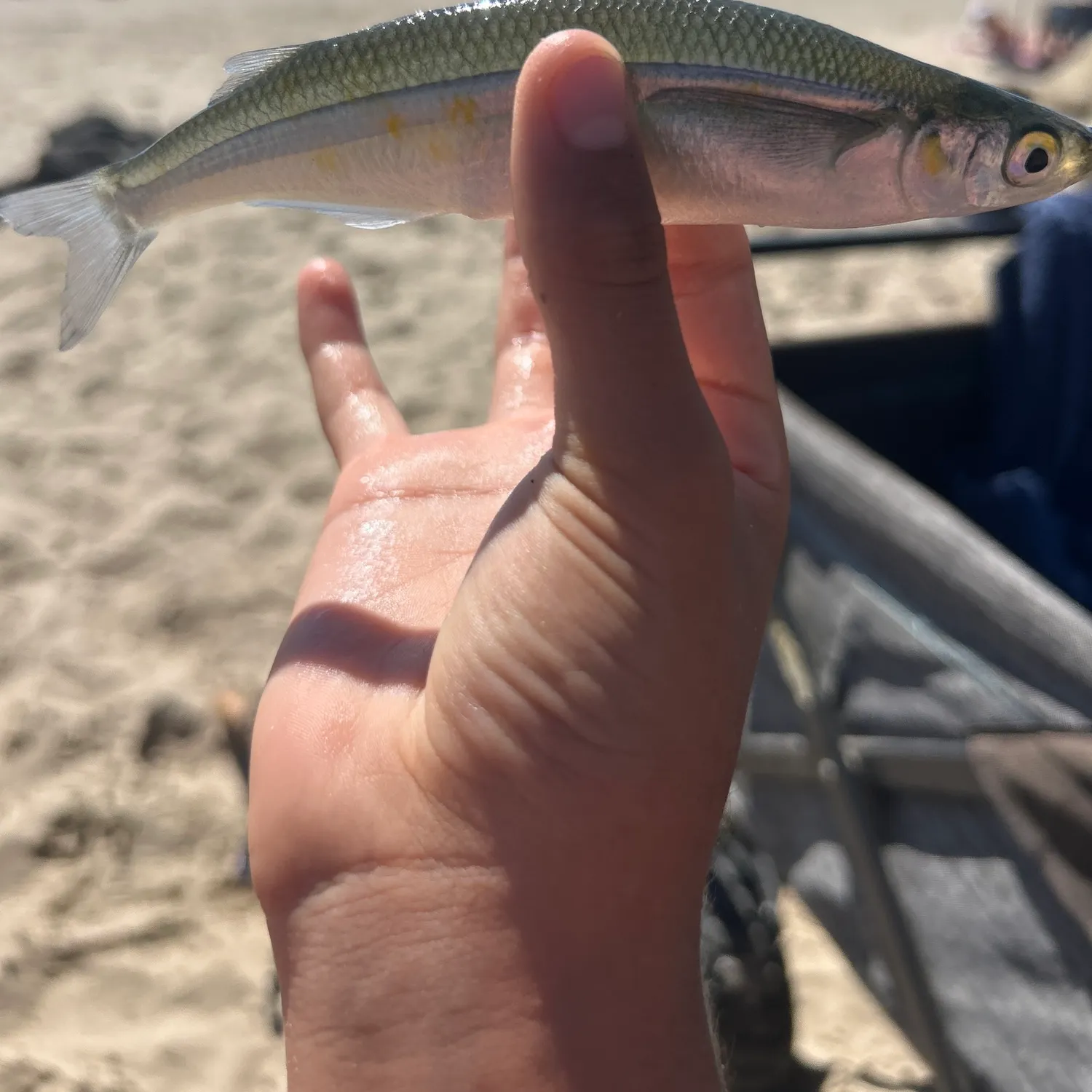 Fish caught on Fishbrain