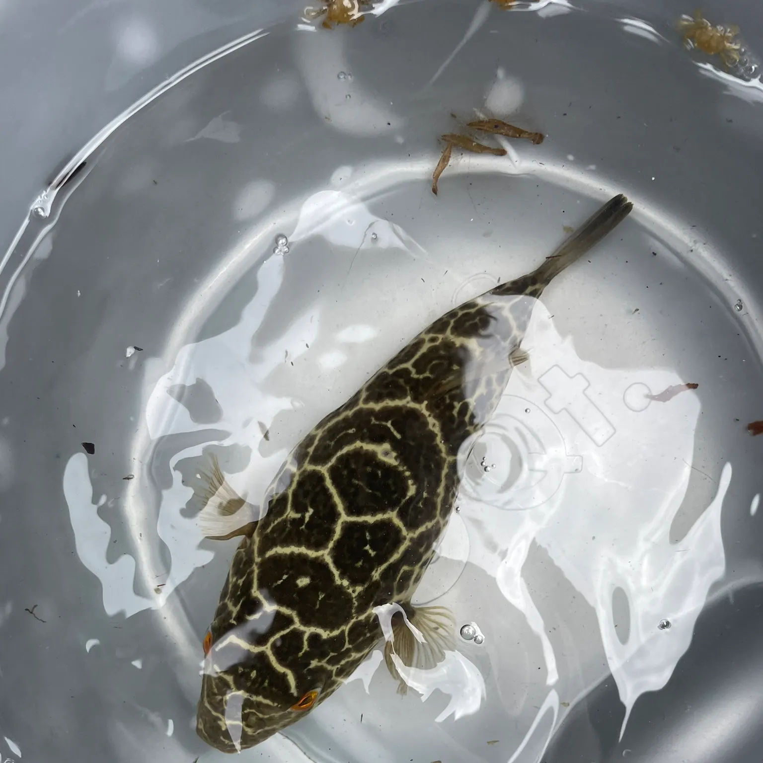 The most recent Checkered puffer catches on Fishbrain