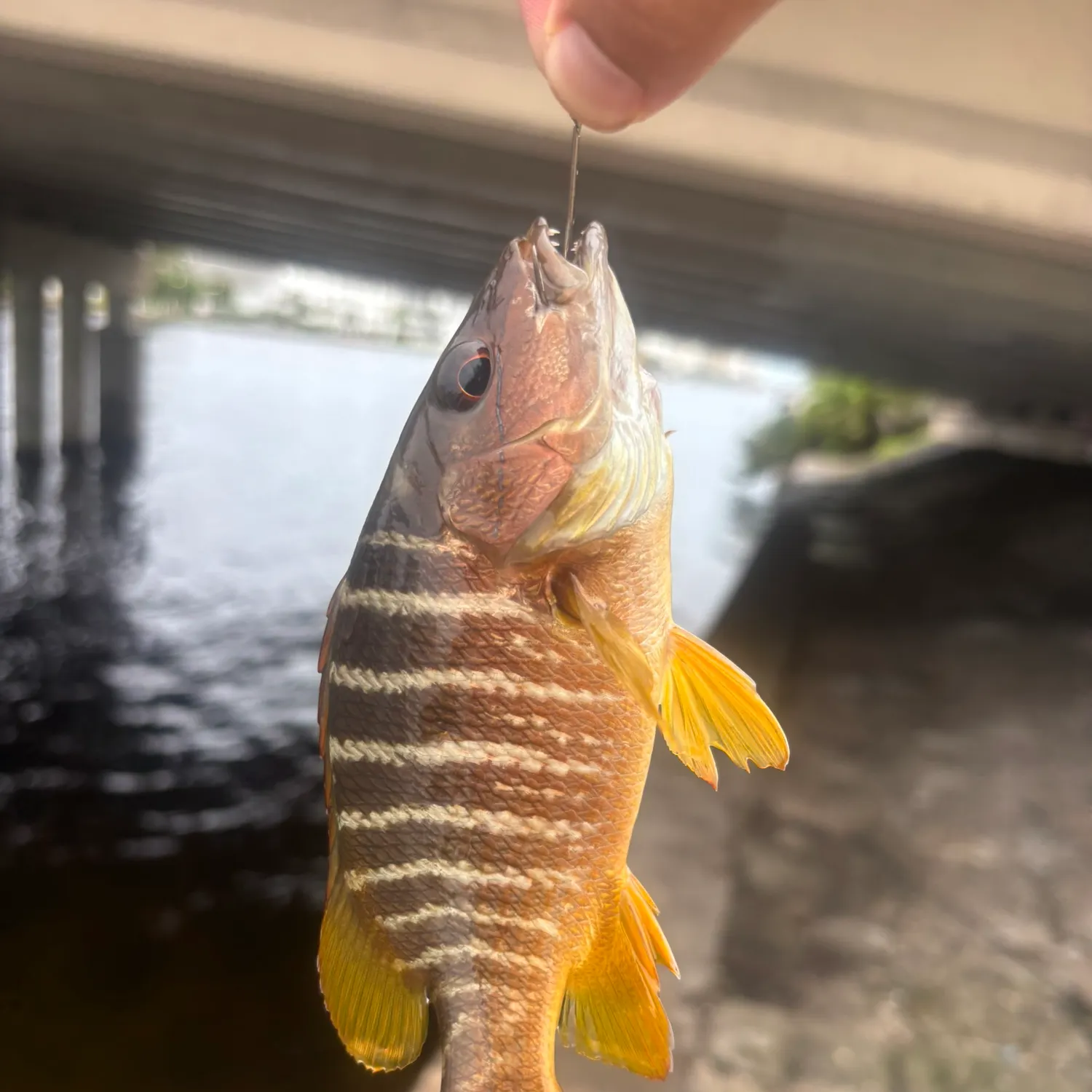 The most recent Schoolmaster snapper catches on Fishbrain