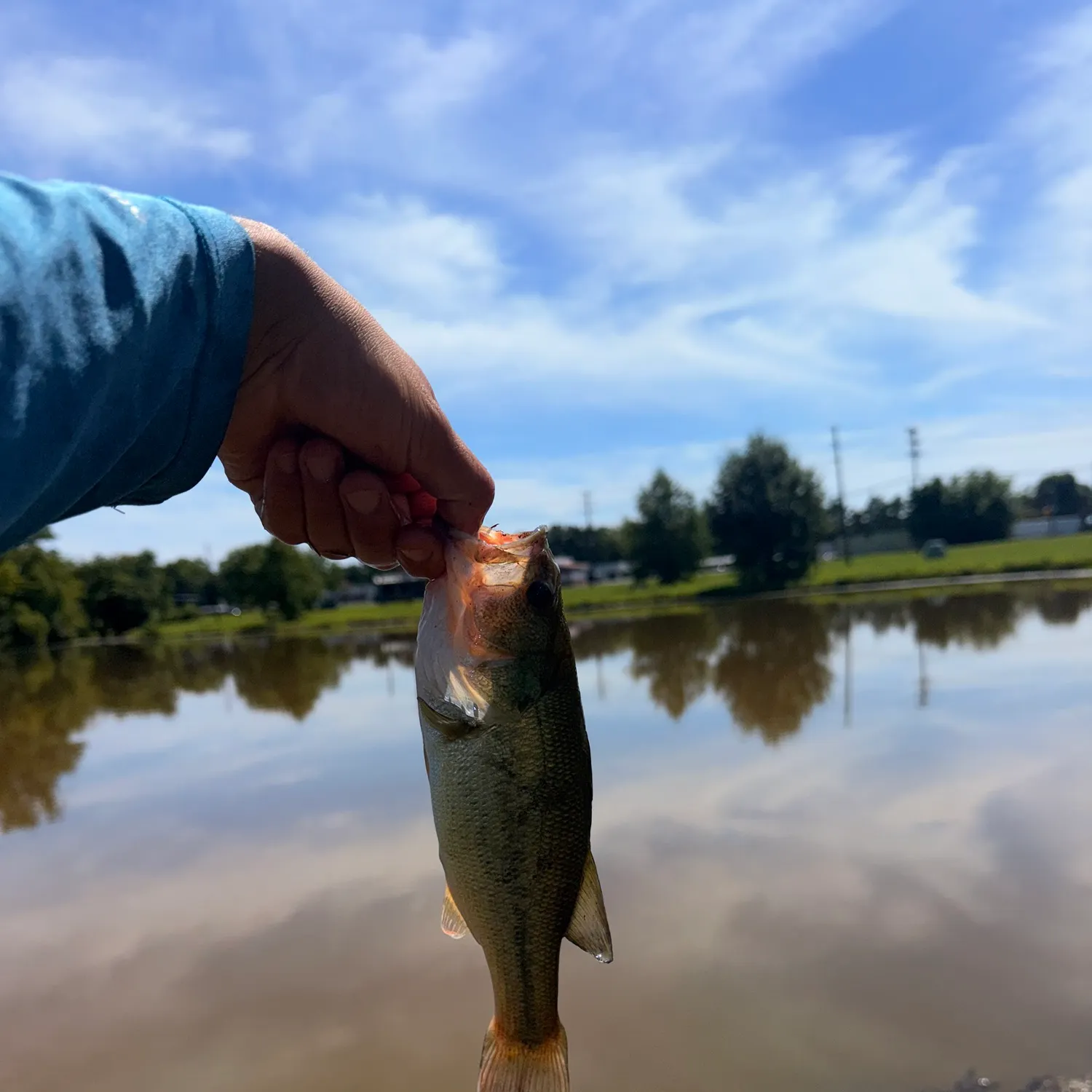 Largemouth bass caught on Fishbrain