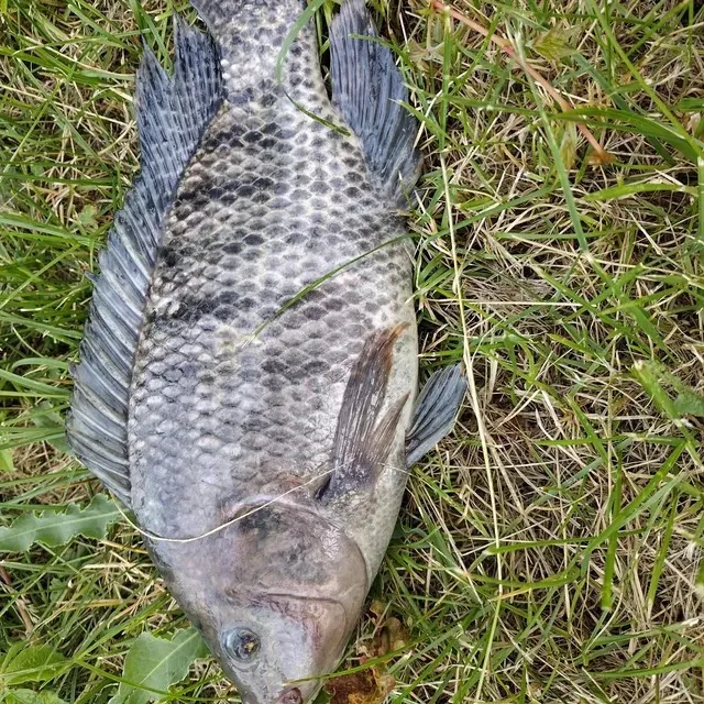 The most recent Nile tilapia catches on Fishbrain