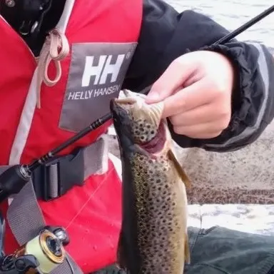Lake trout caught on Fishbrain