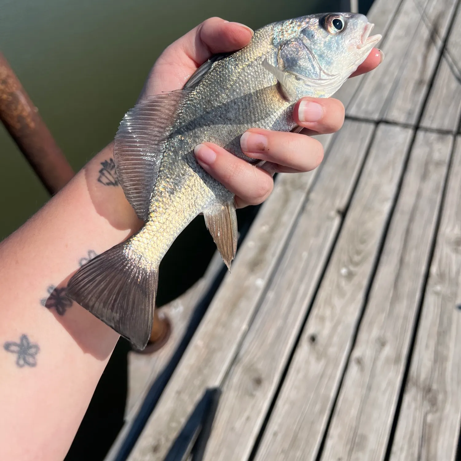 Freshwater drum caught on Fishbrain