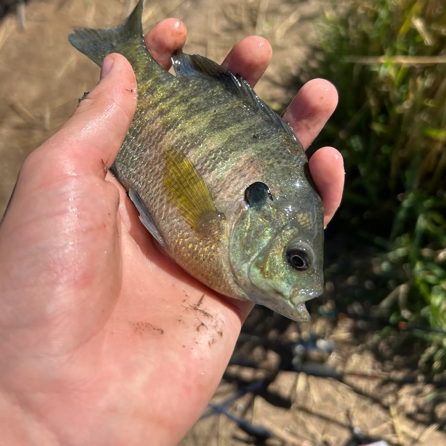 Bluegill caught on Fishbrain