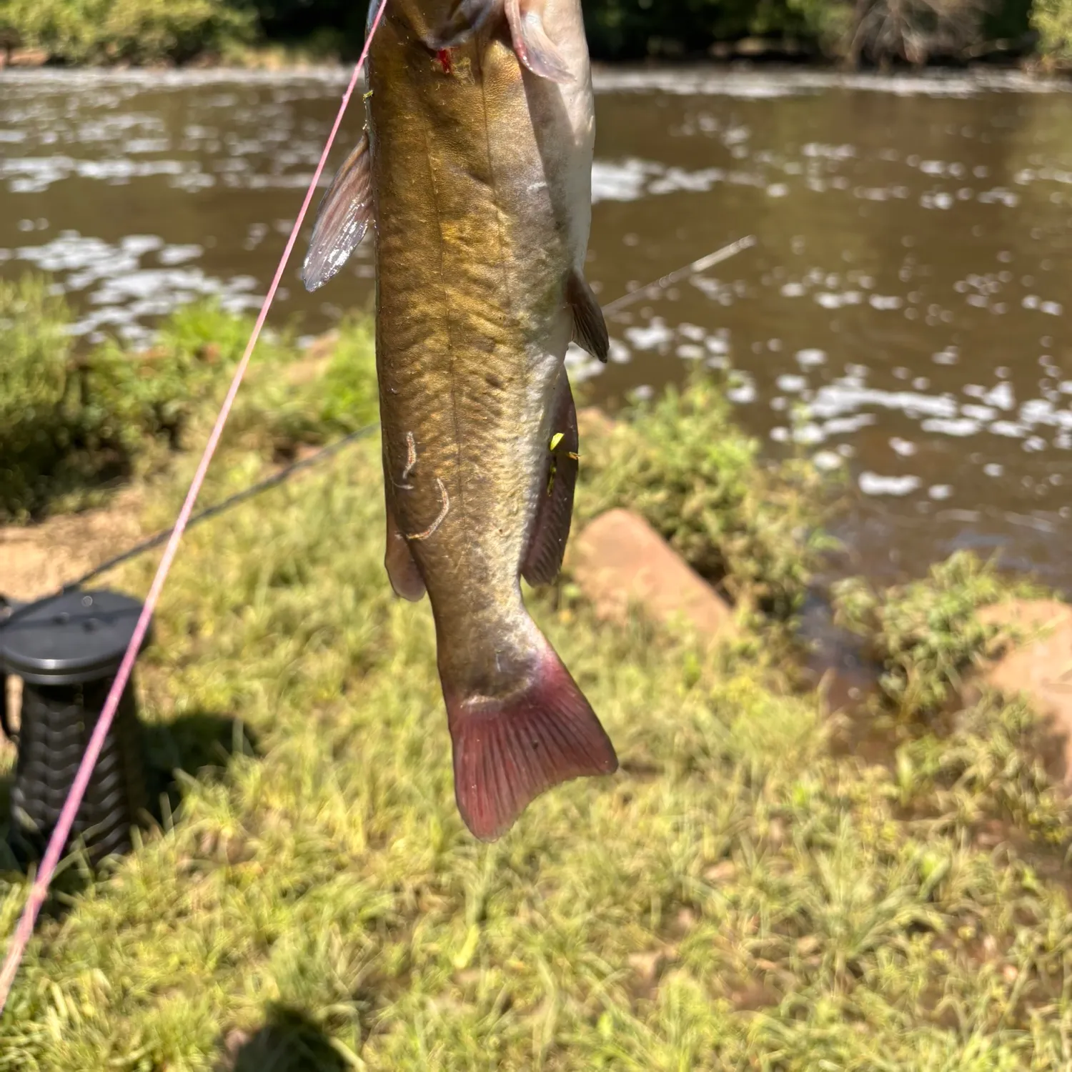 Yellow bullhead caught on Fishbrain