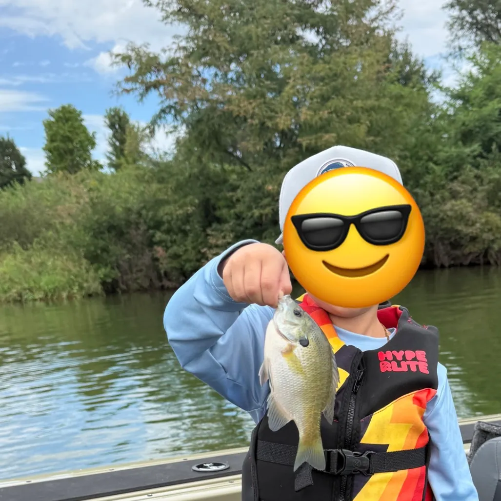 White crappie caught on Fishbrain
