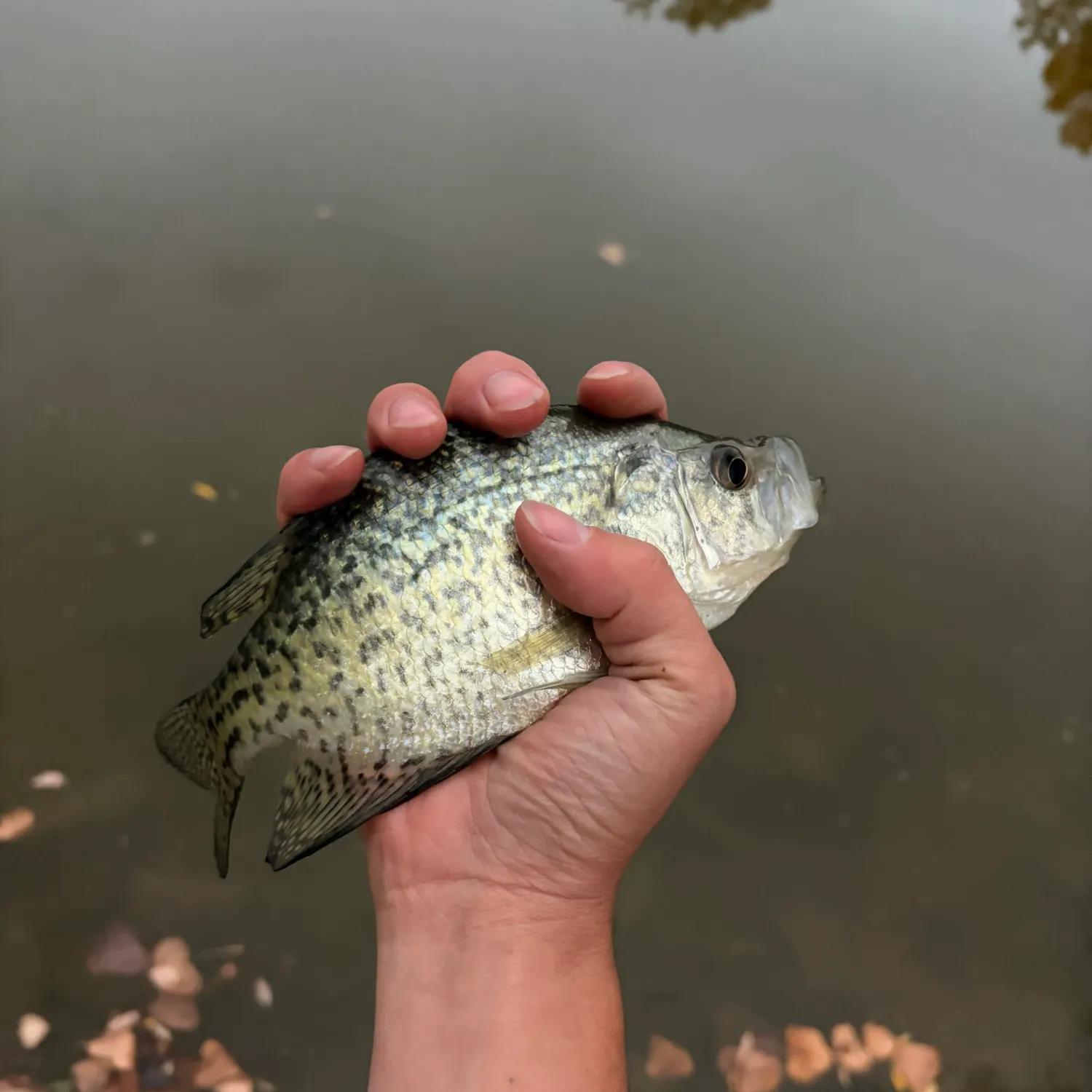 Black crappie caught on Fishbrain