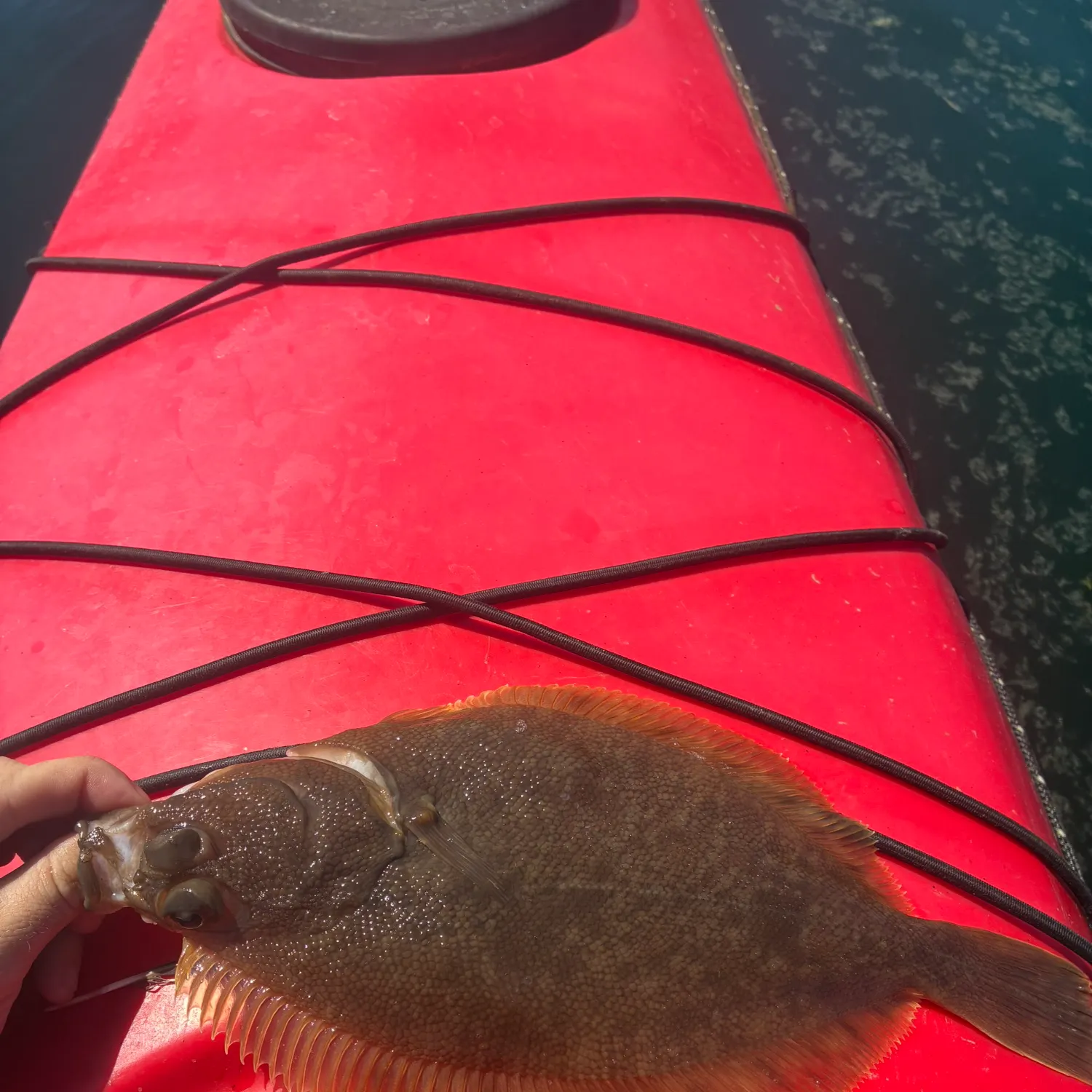 The most recent Northern rock sole catches on Fishbrain