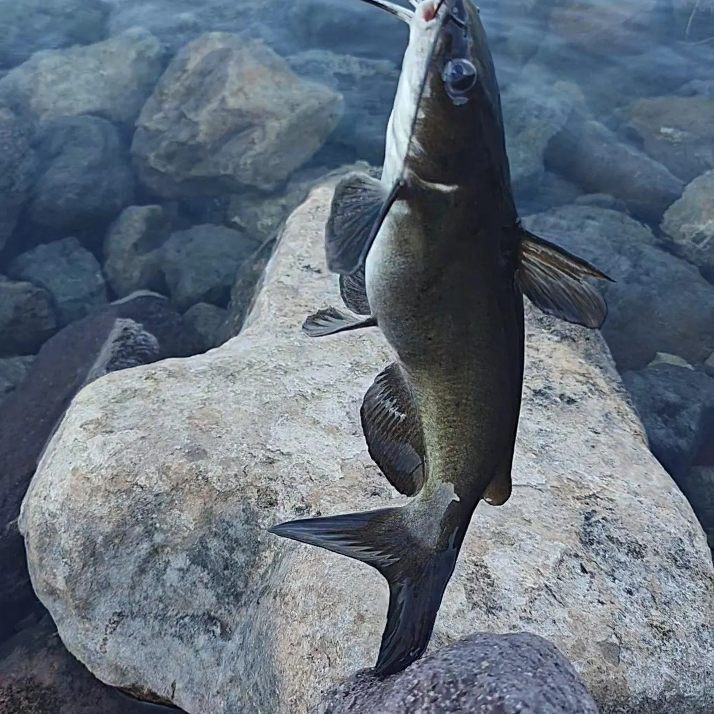 The most recent Channel catfish catches on Fishbrain