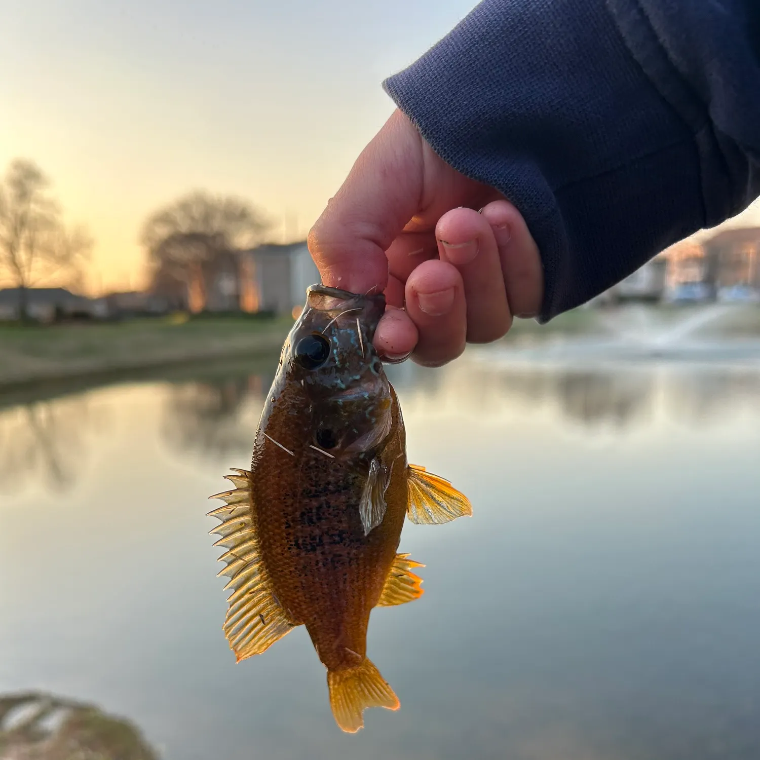 The most recent Green sunfish catches on Fishbrain