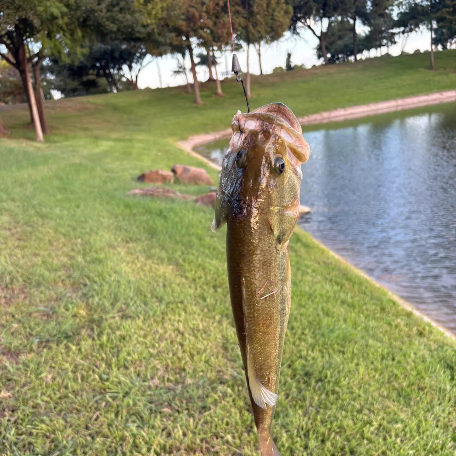 Largemouth bass caught on Fishbrain