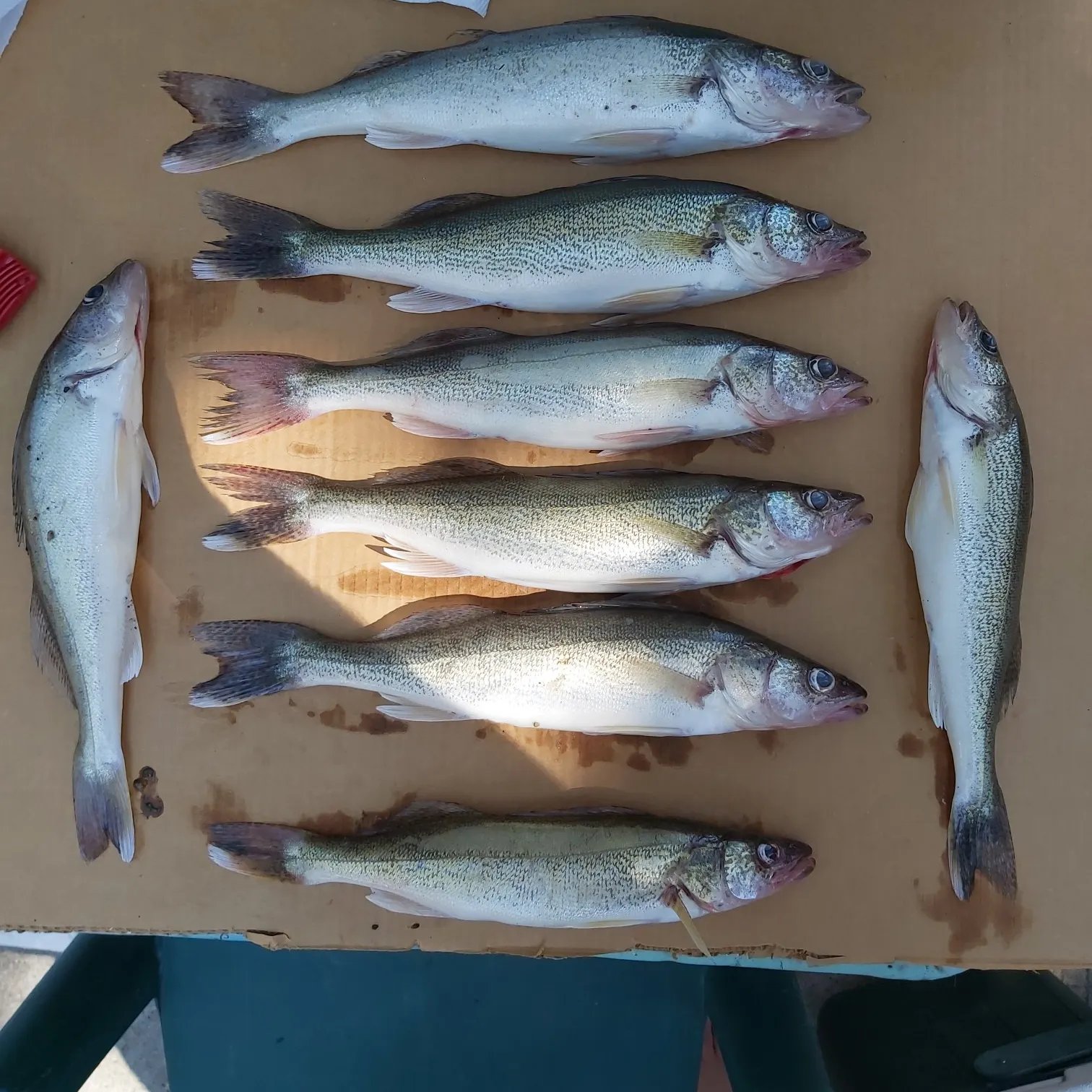 recently logged catches