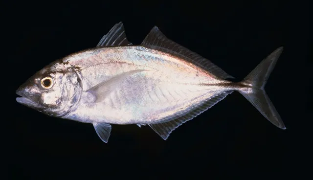 Whitefin trevally