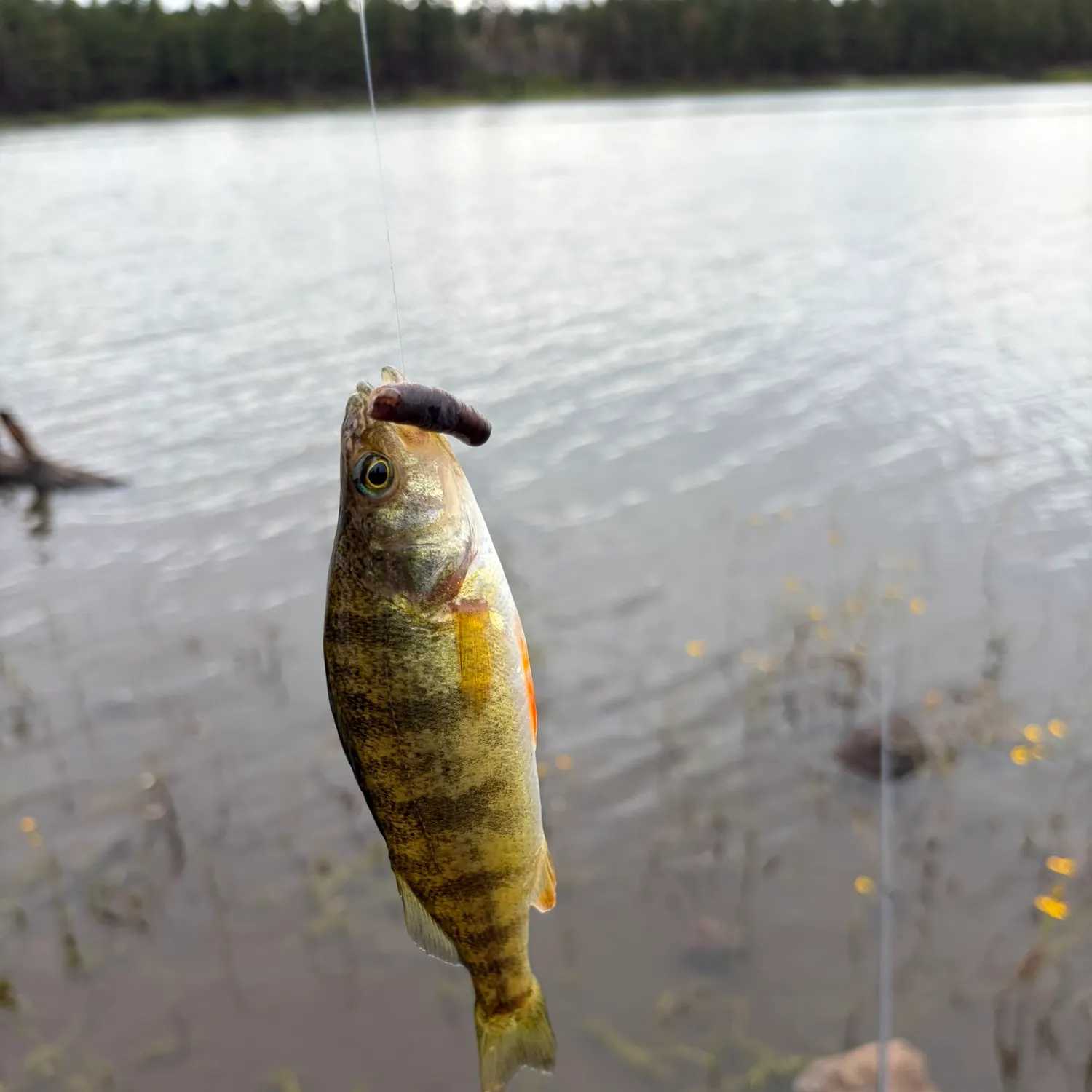 Yellow perch caught on Fishbrain