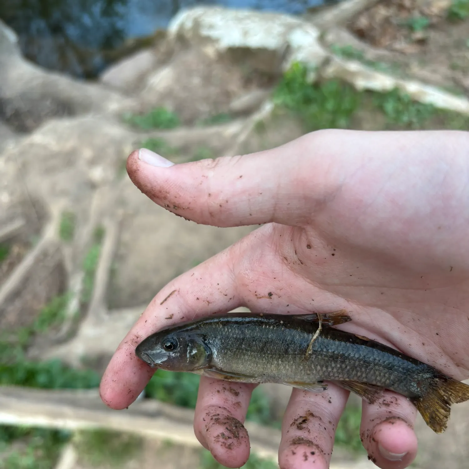 The most recent Cutlips minnow catches on Fishbrain
