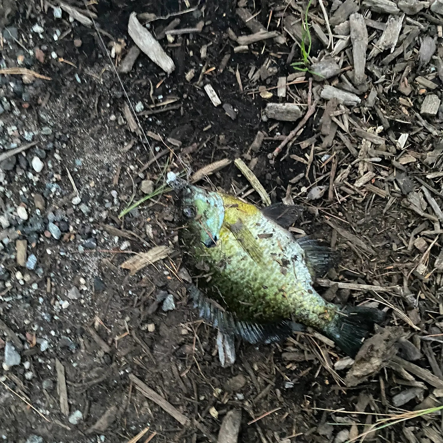 Bluegill caught on Fishbrain