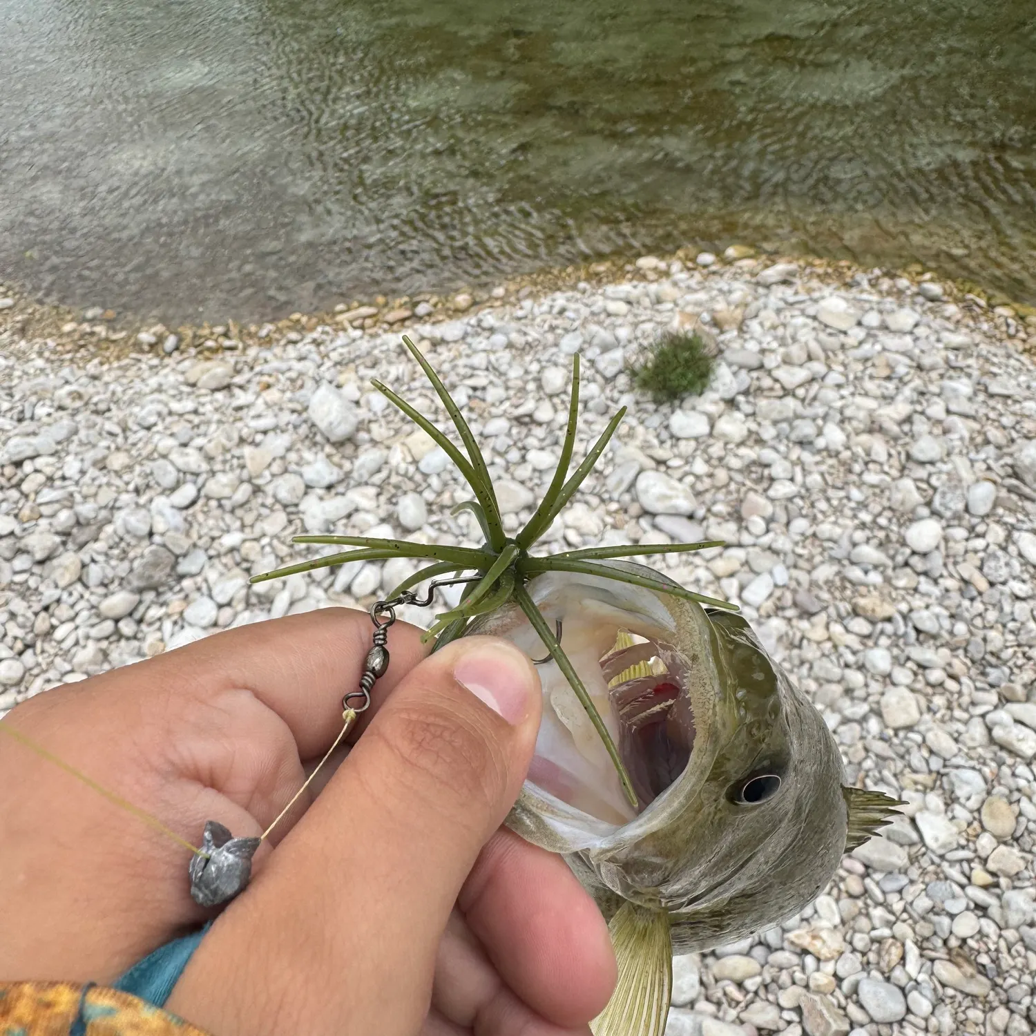 The most recent Guadalupe bass catches on Fishbrain