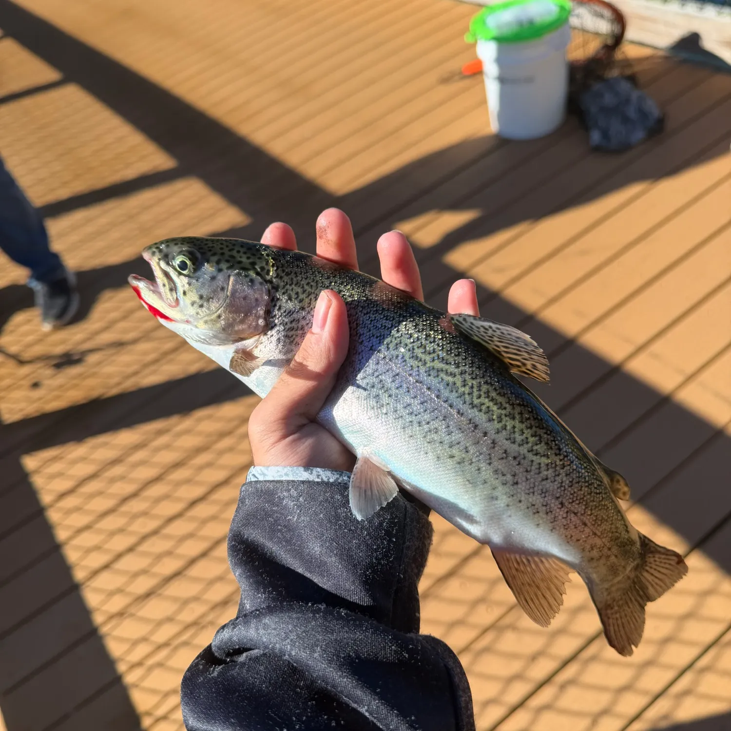Rainbow trout caught on Fishbrain