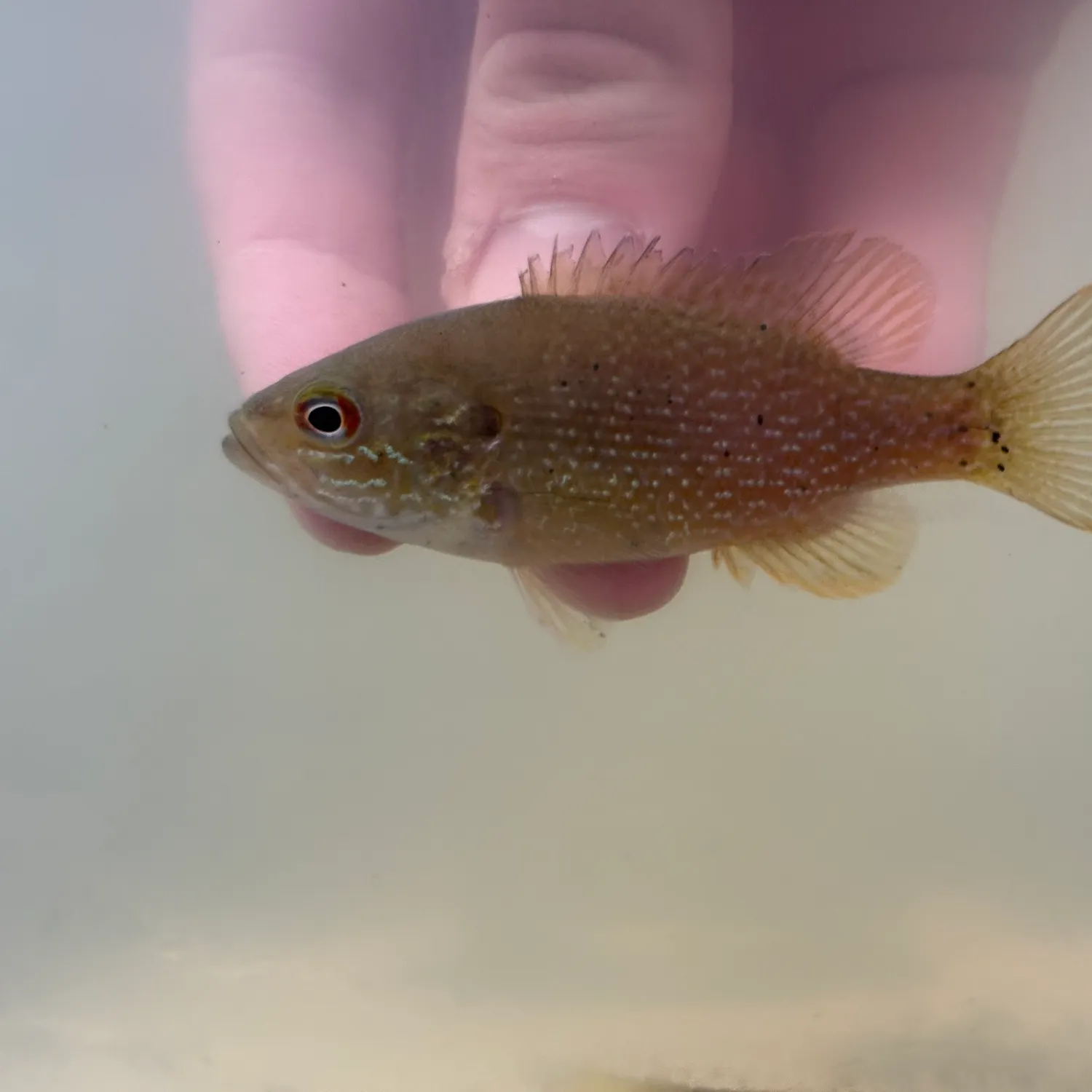The most recent Green sunfish catches on Fishbrain