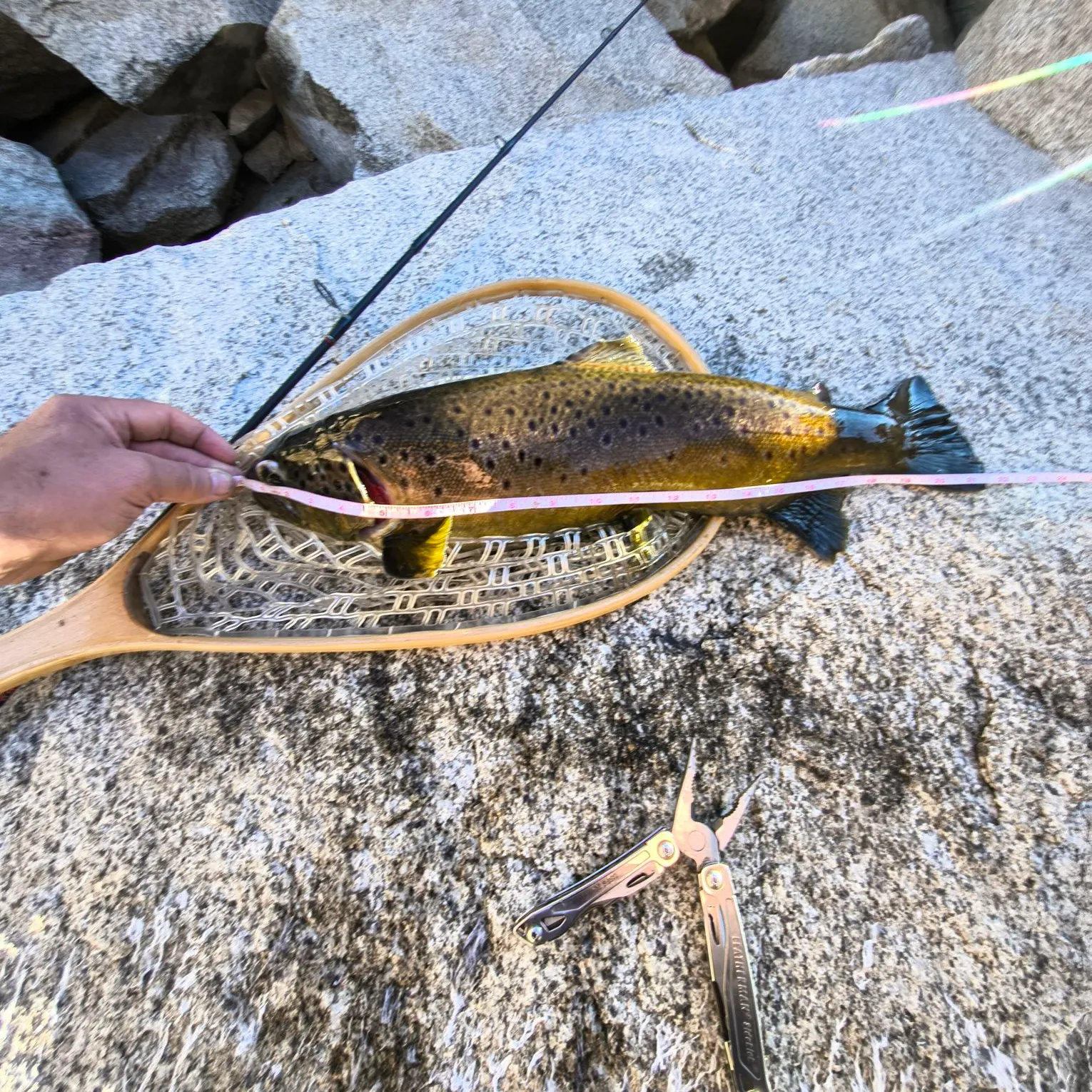 recently logged catches