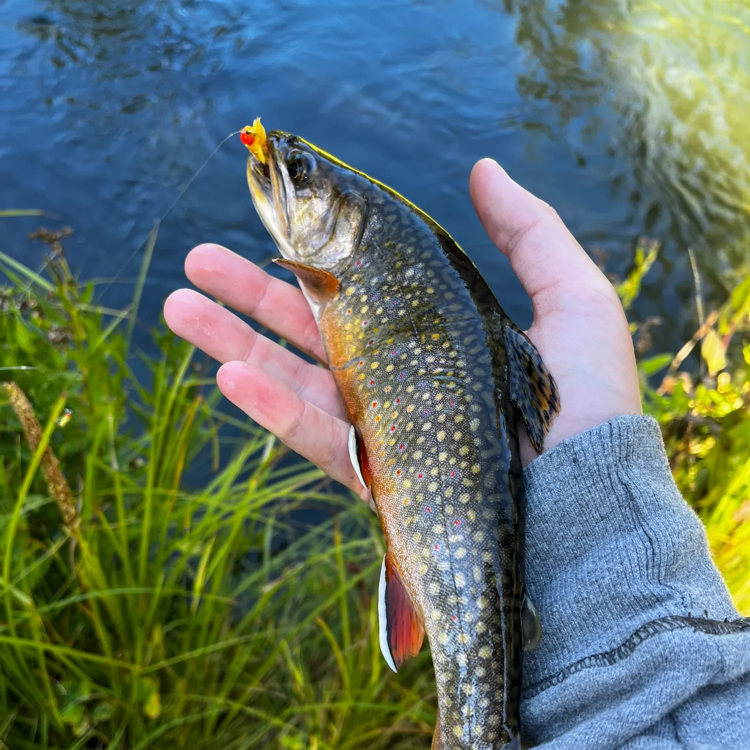 Kokanee salmon caught on Fishbrain