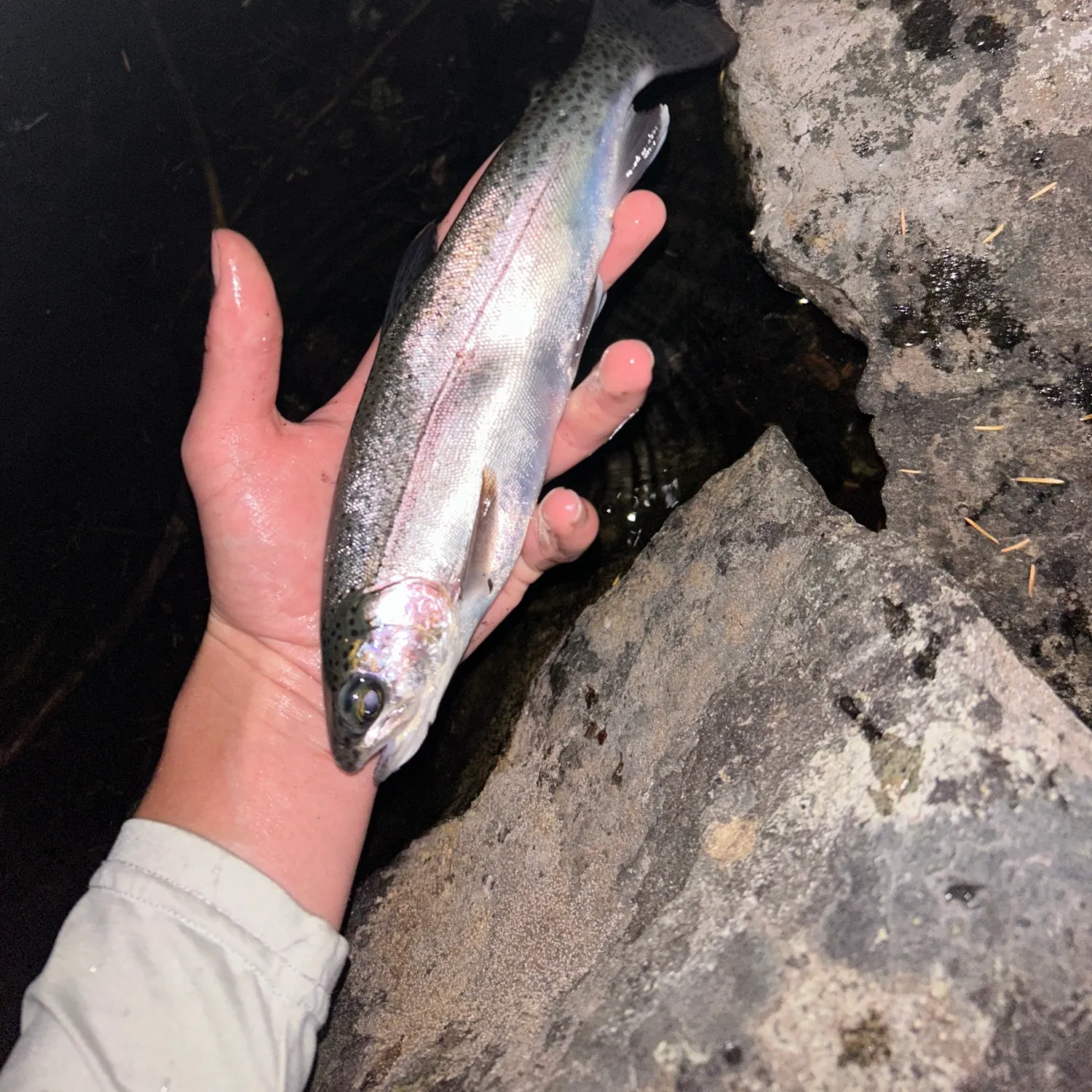 Rainbow trout caught on Fishbrain