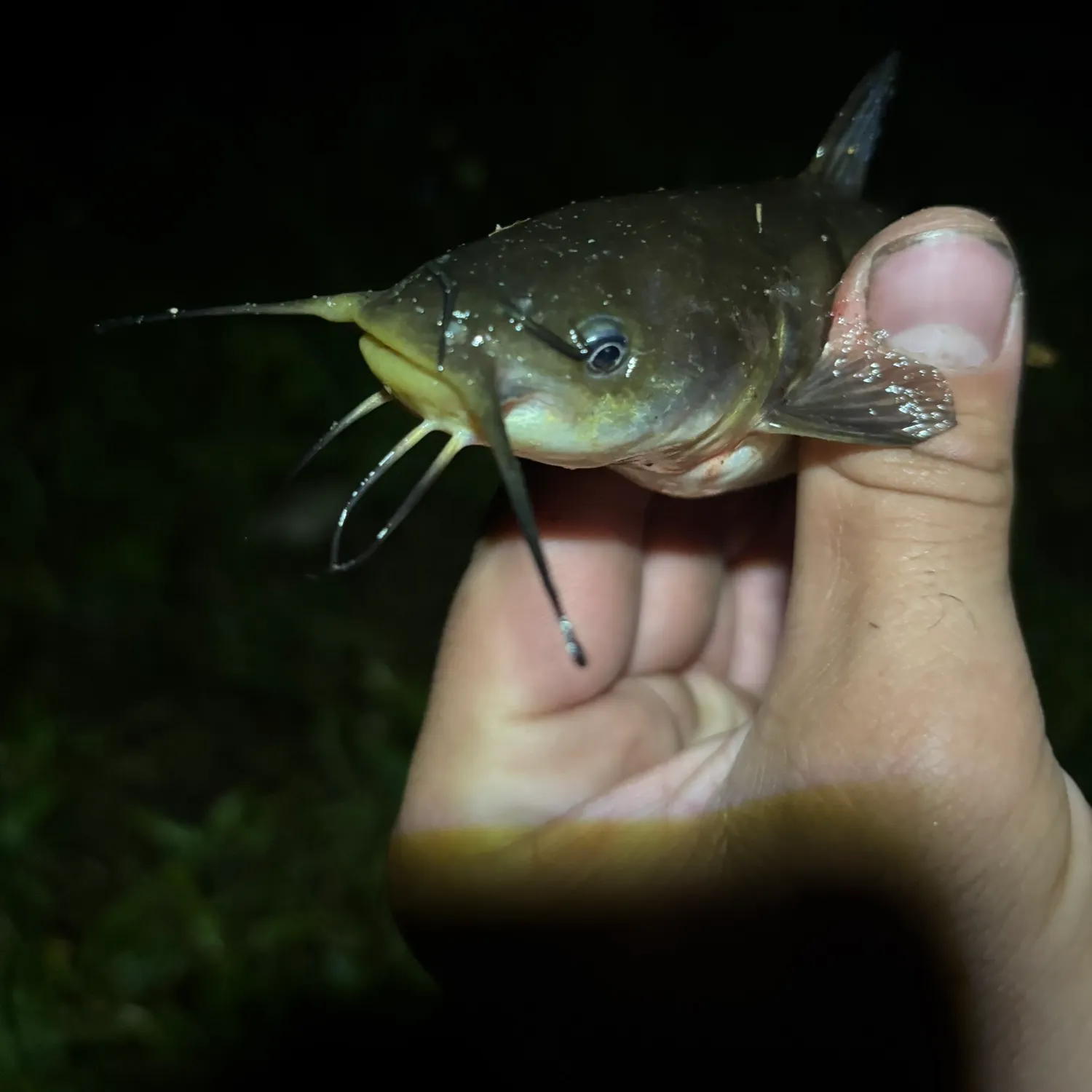 Black bullhead caught on Fishbrain