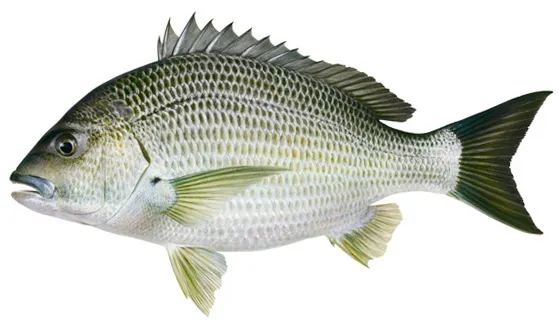 Southern black bream