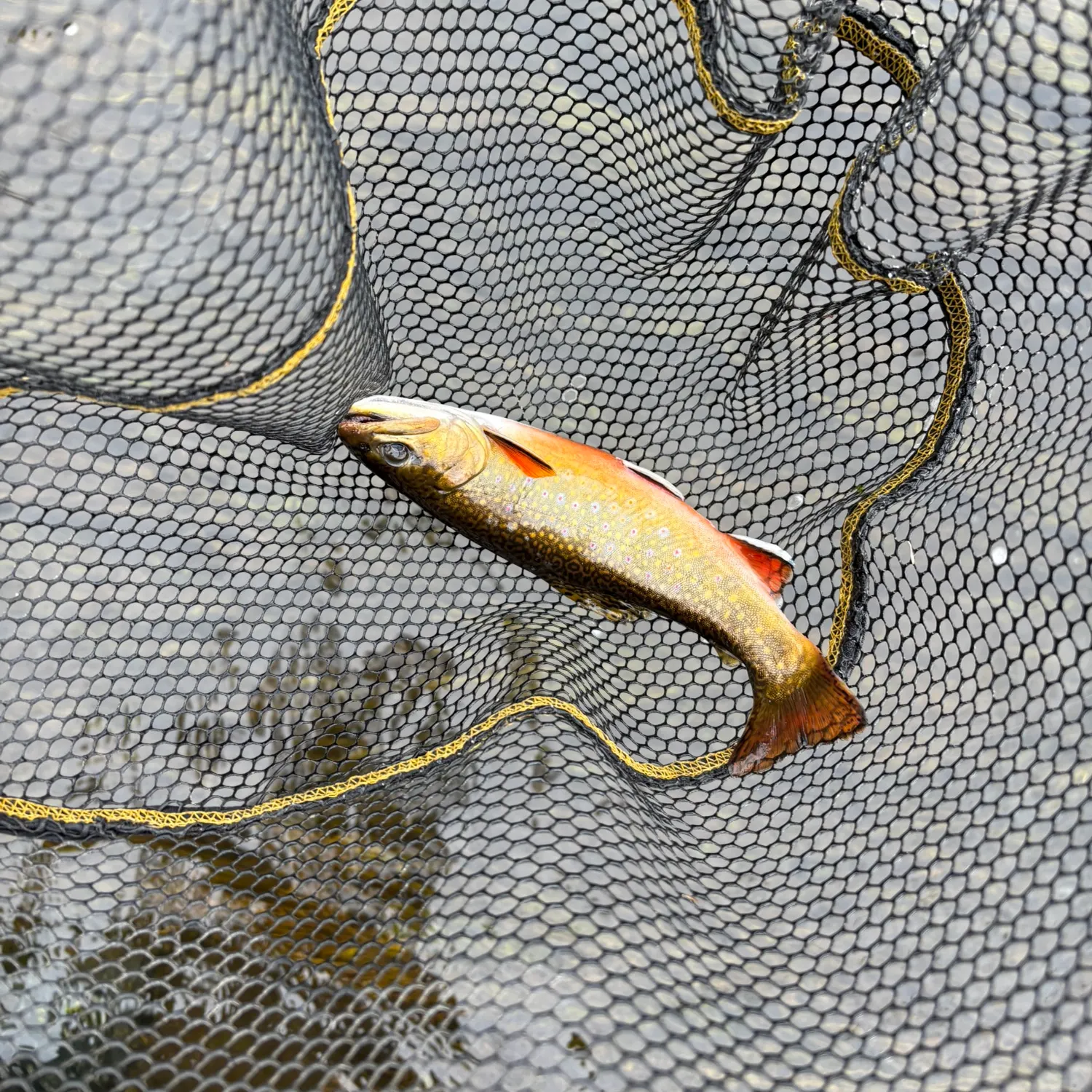 Brook trout caught on Fishbrain