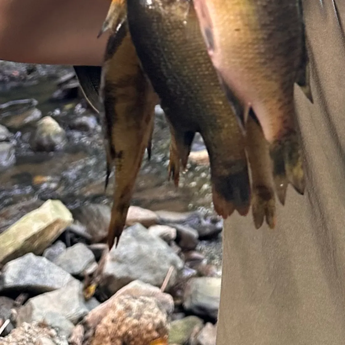 Spotted sunfish caught on Fishbrain