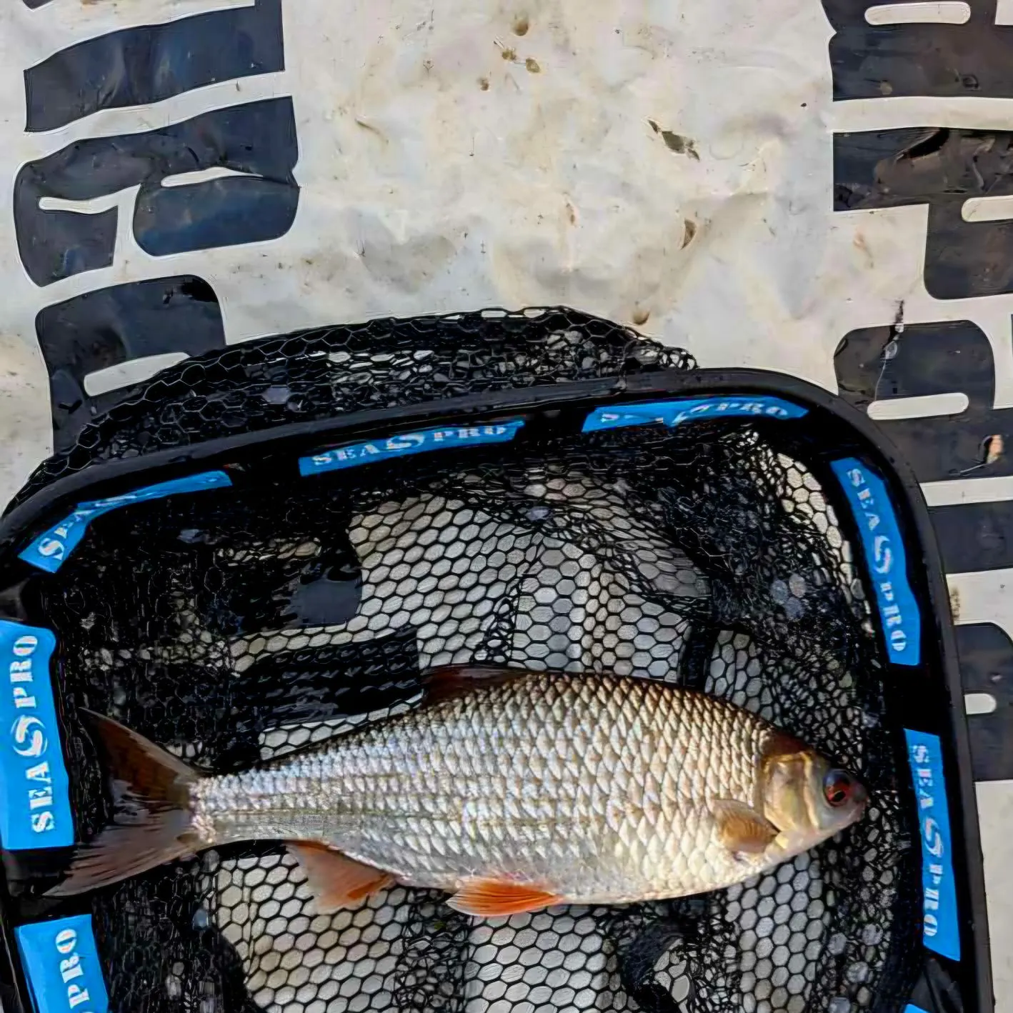 The most recent European chub catches on Fishbrain