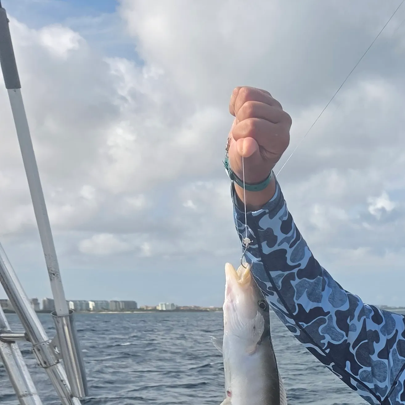 The most recent Great northern tilefish catches on Fishbrain