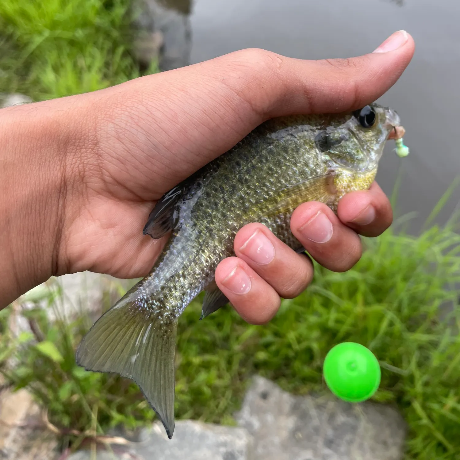 angler catch