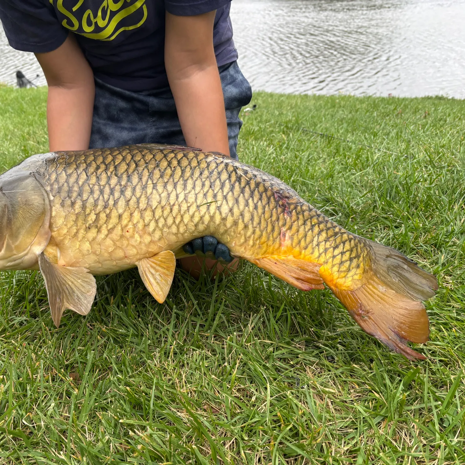 Common carp caught on Fishbrain